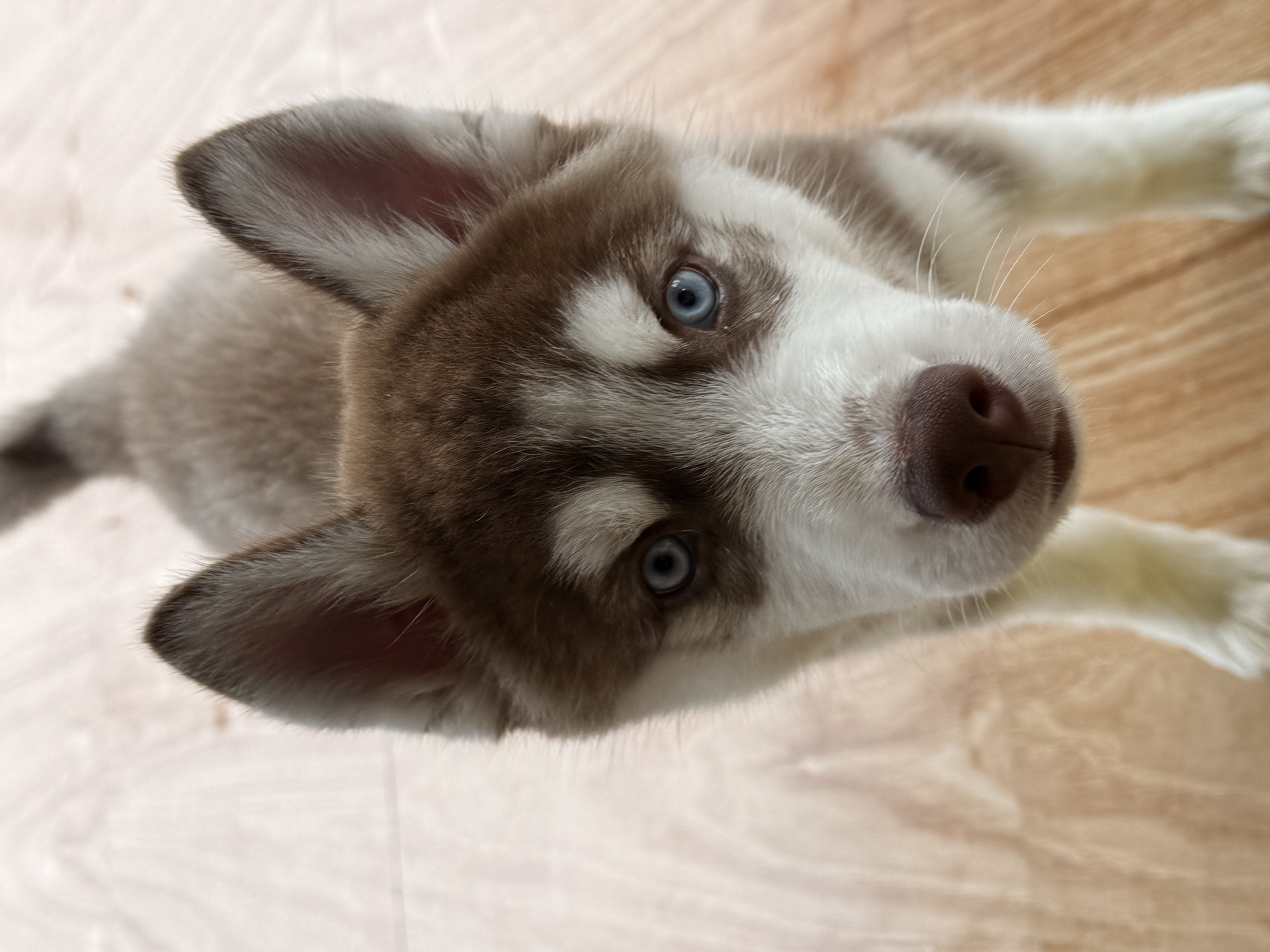 Siberian husky