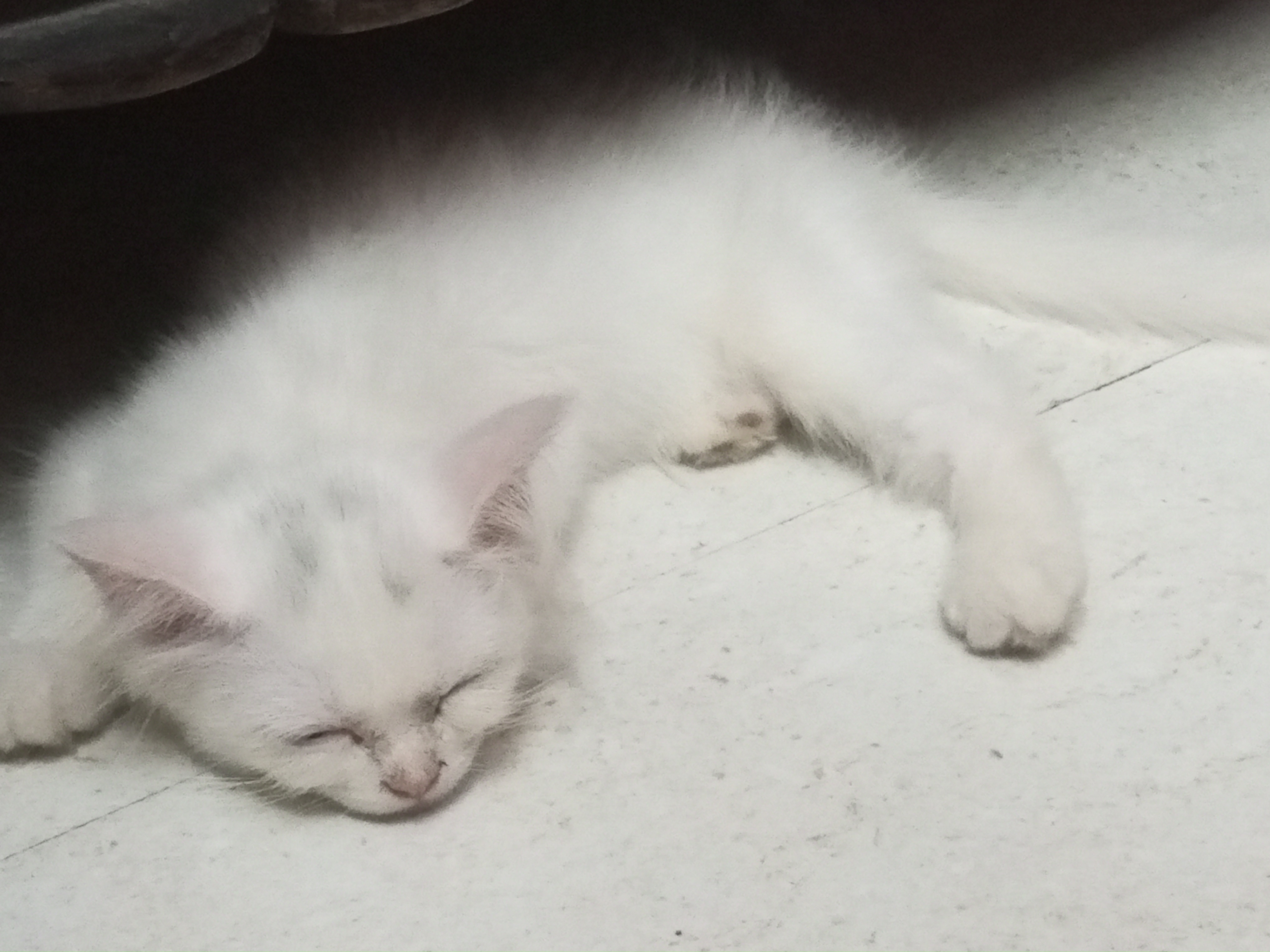 Persian cat