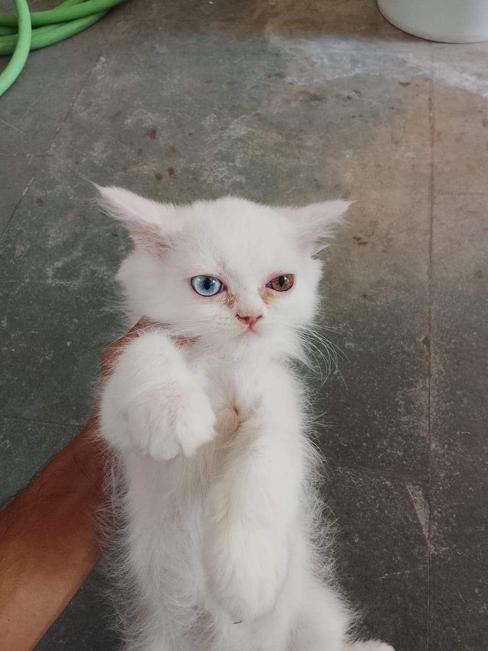 Persian cat