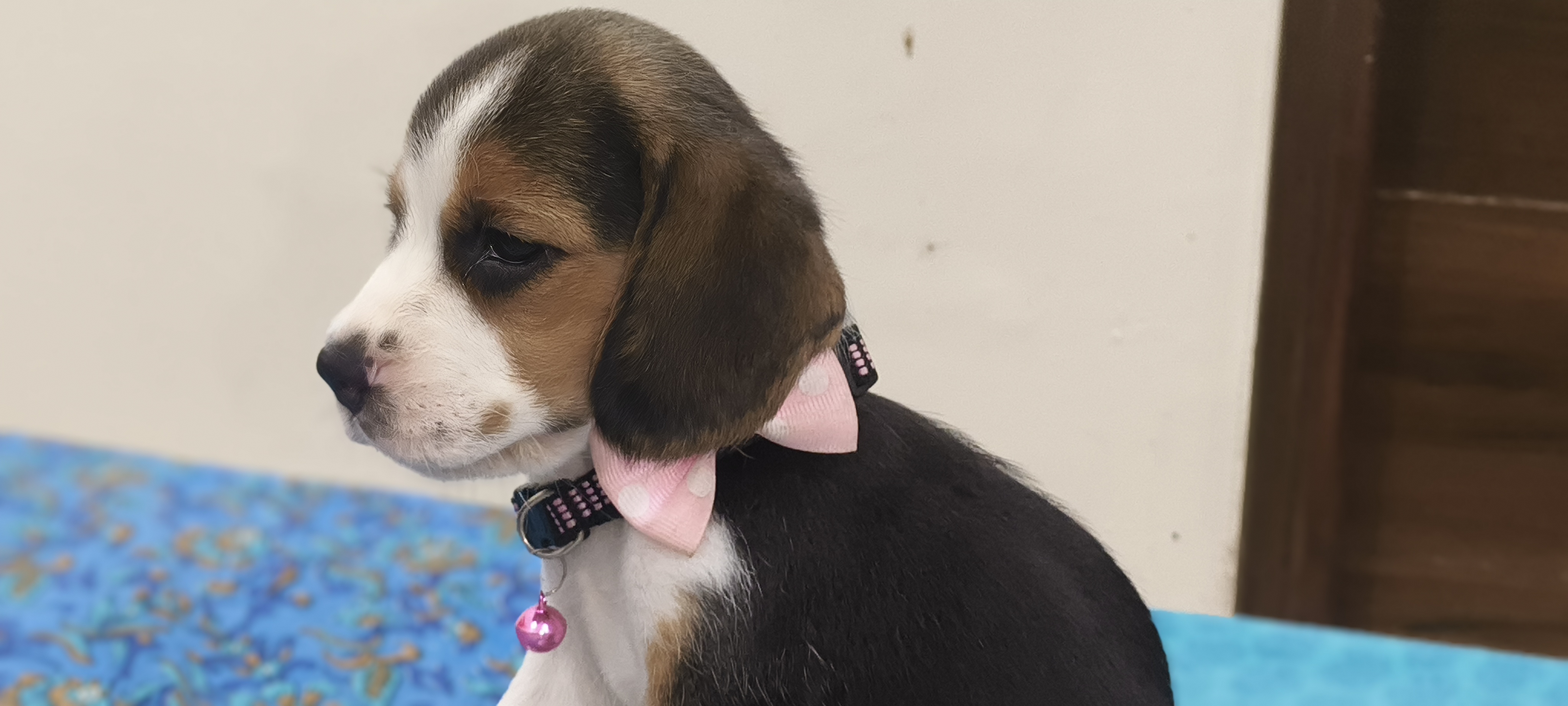 Beagle for sale in Kharar