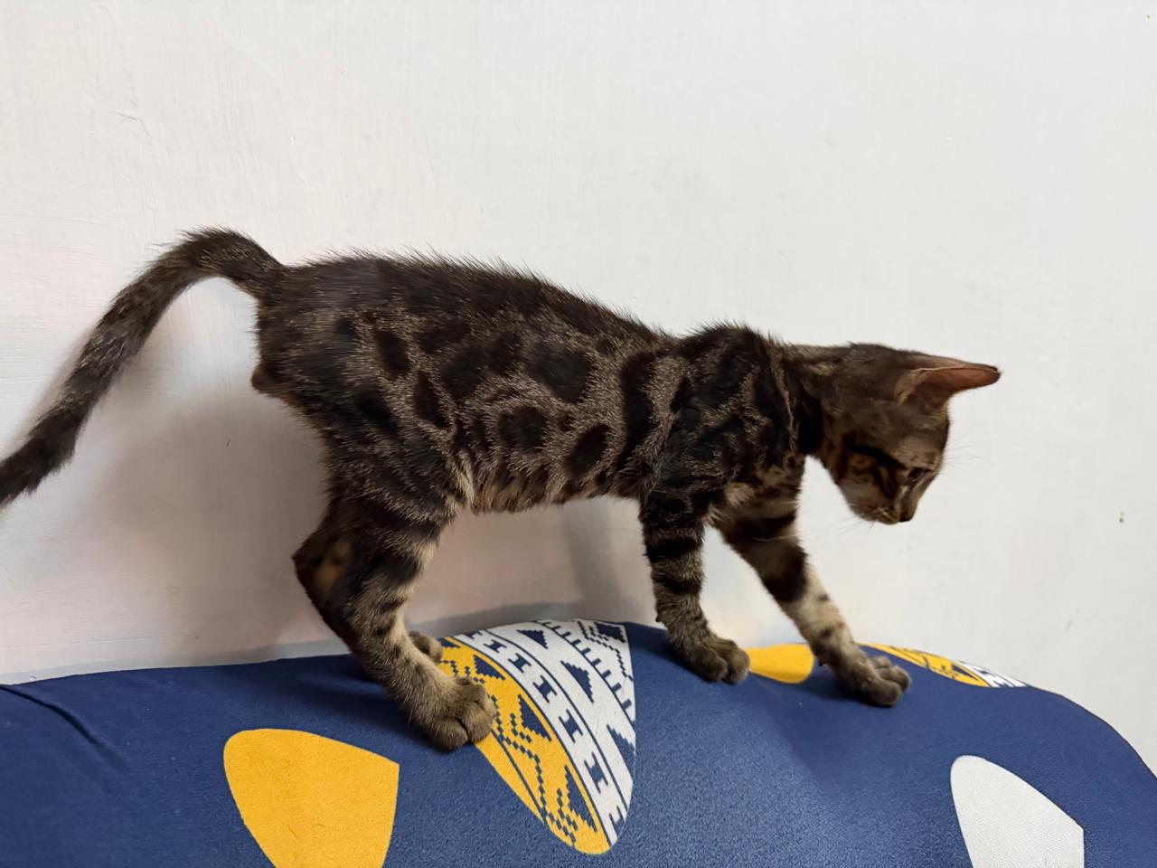 Bengal cat