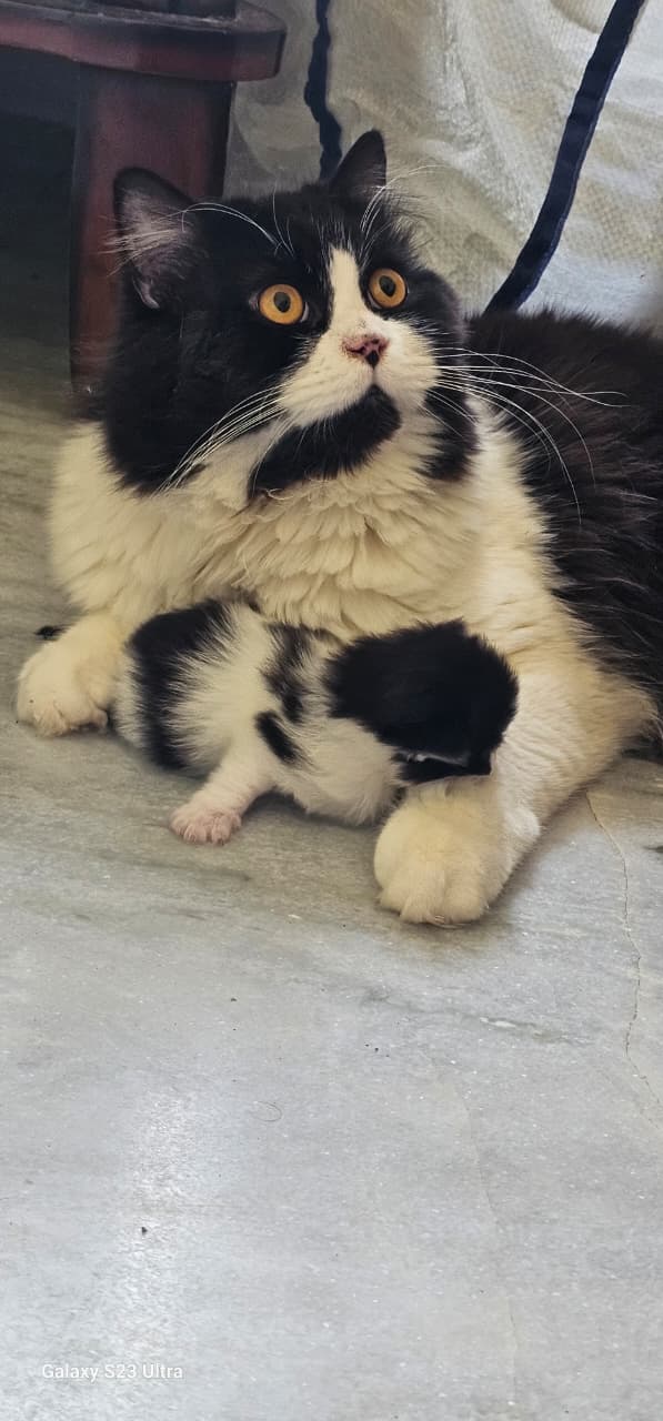 persian for sale in Hyderabad