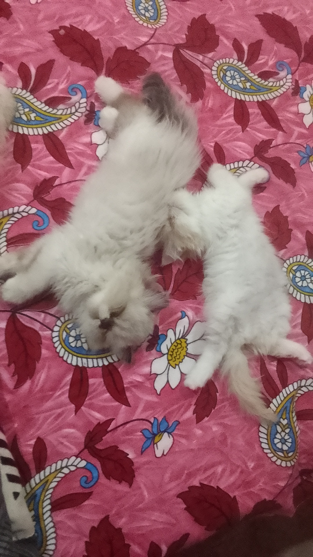 Persian cat for sale in Mohali