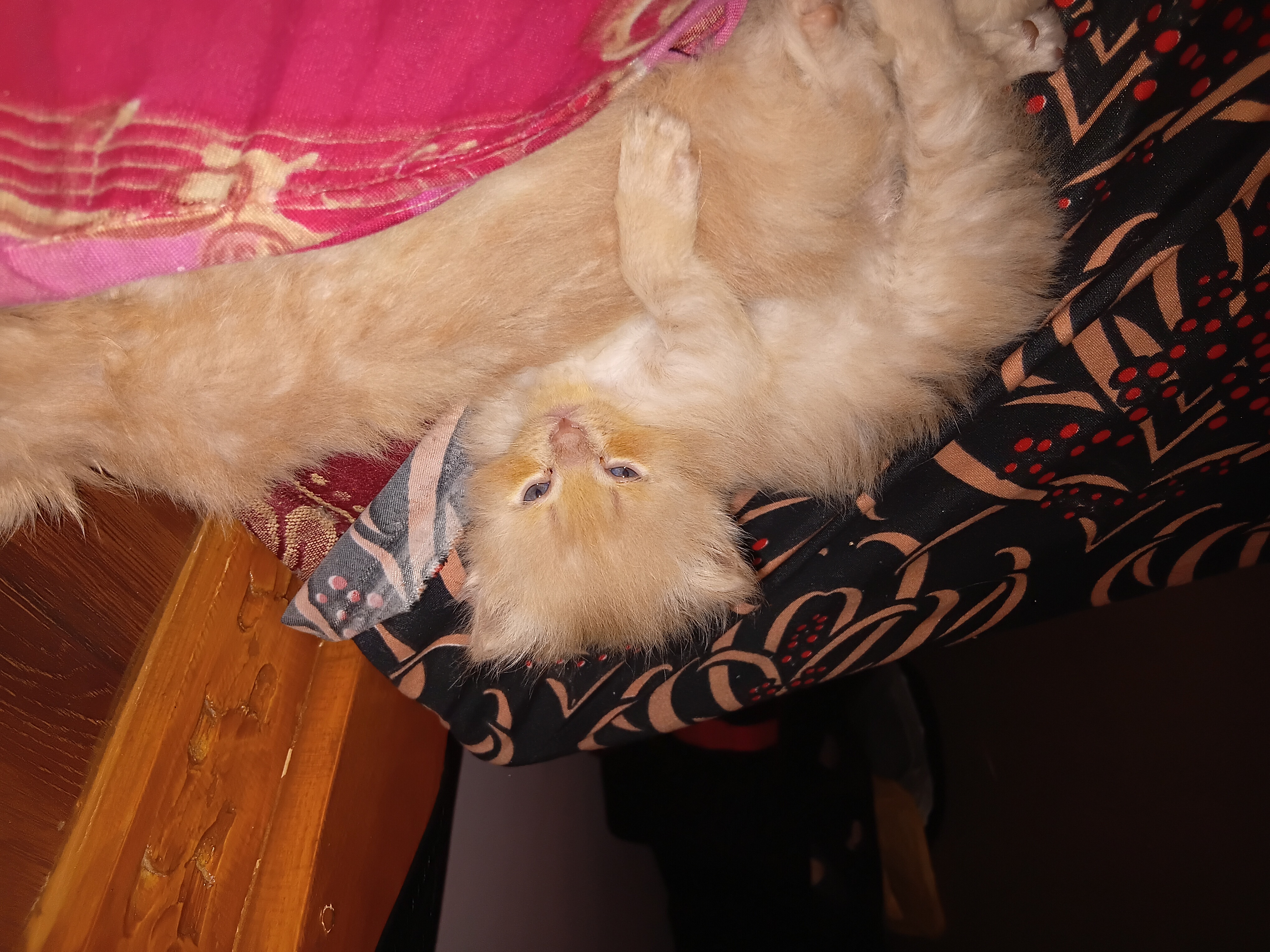 Persian kitten