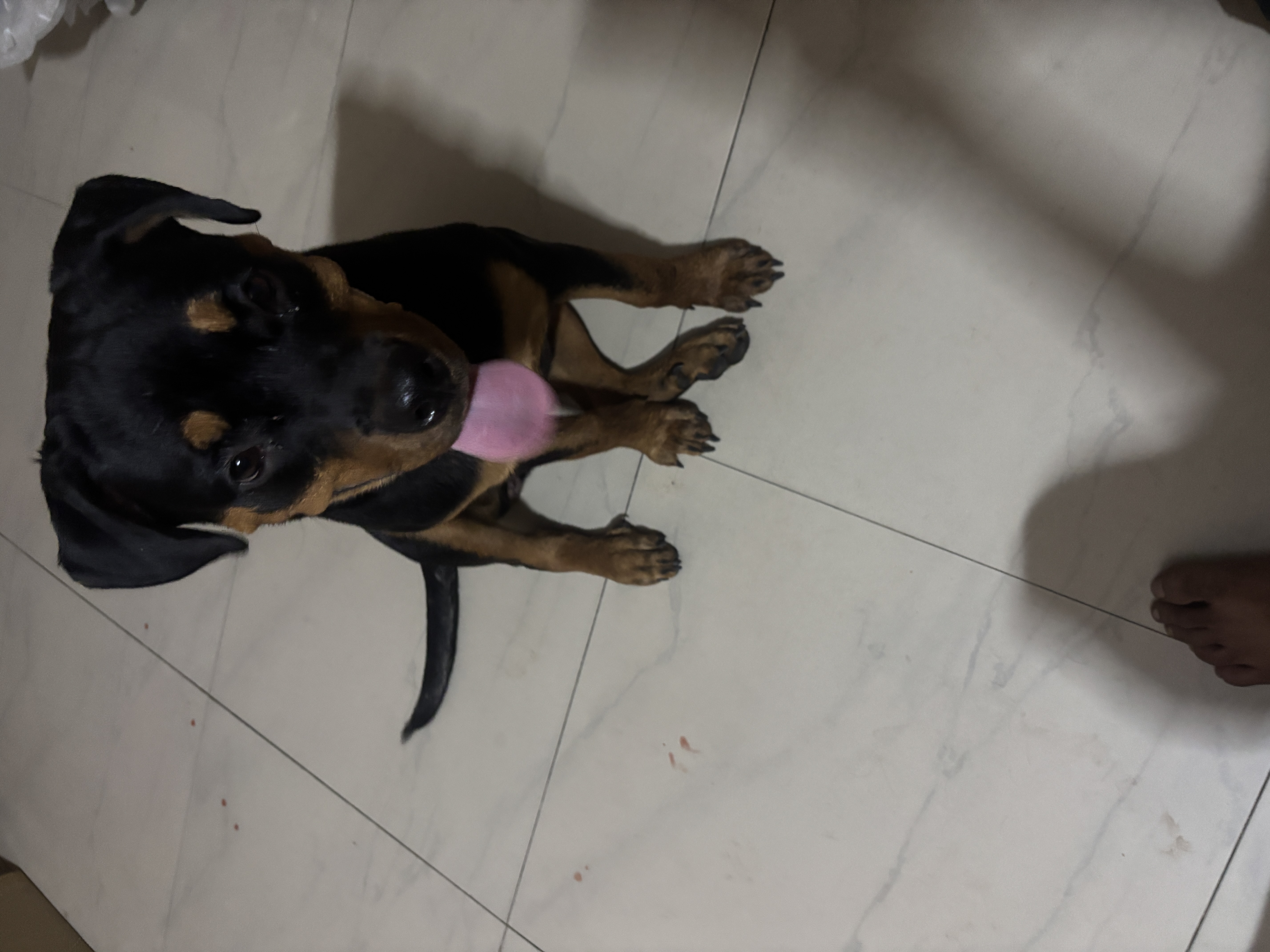 Rottweiler