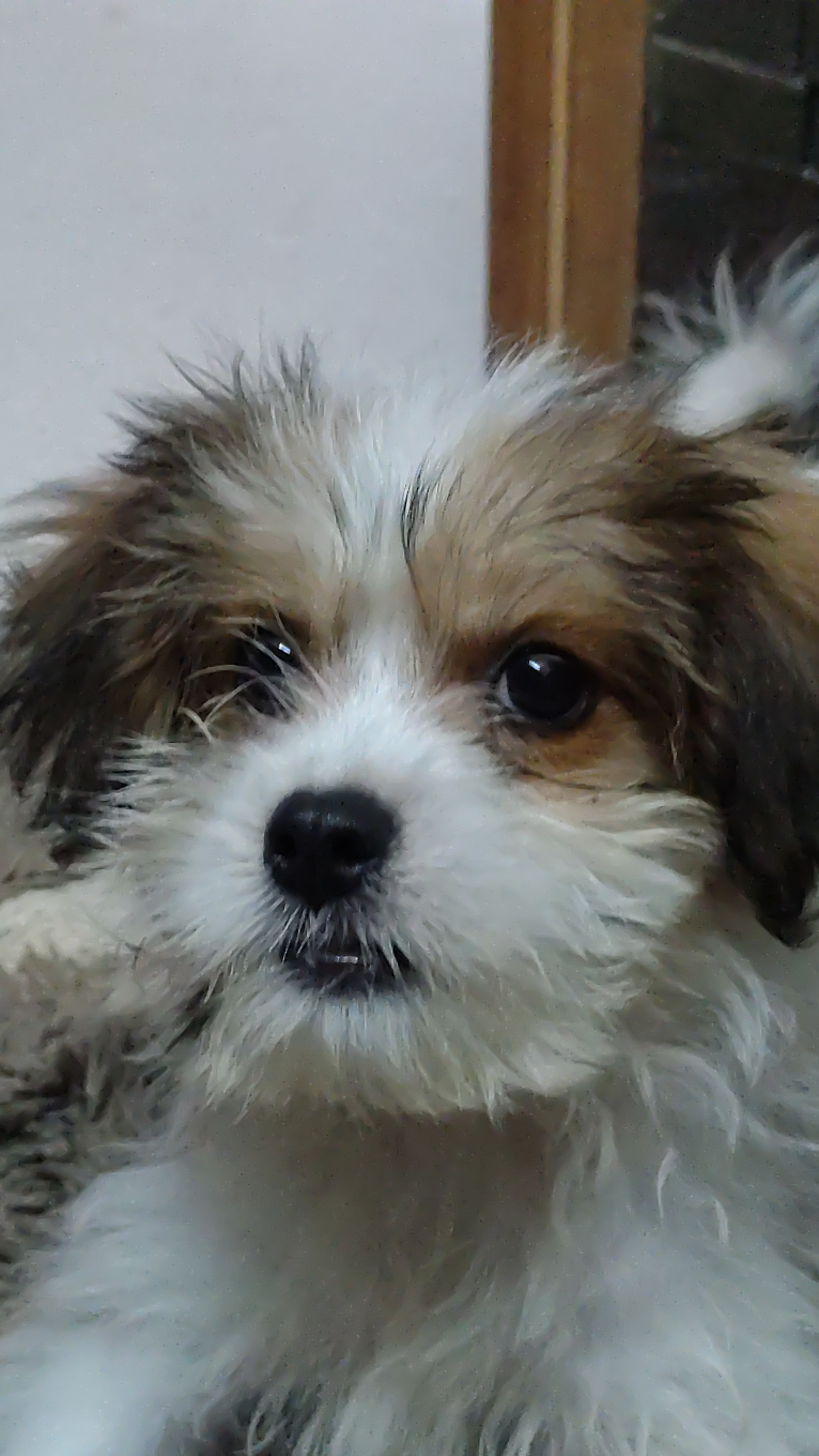 Shihstz