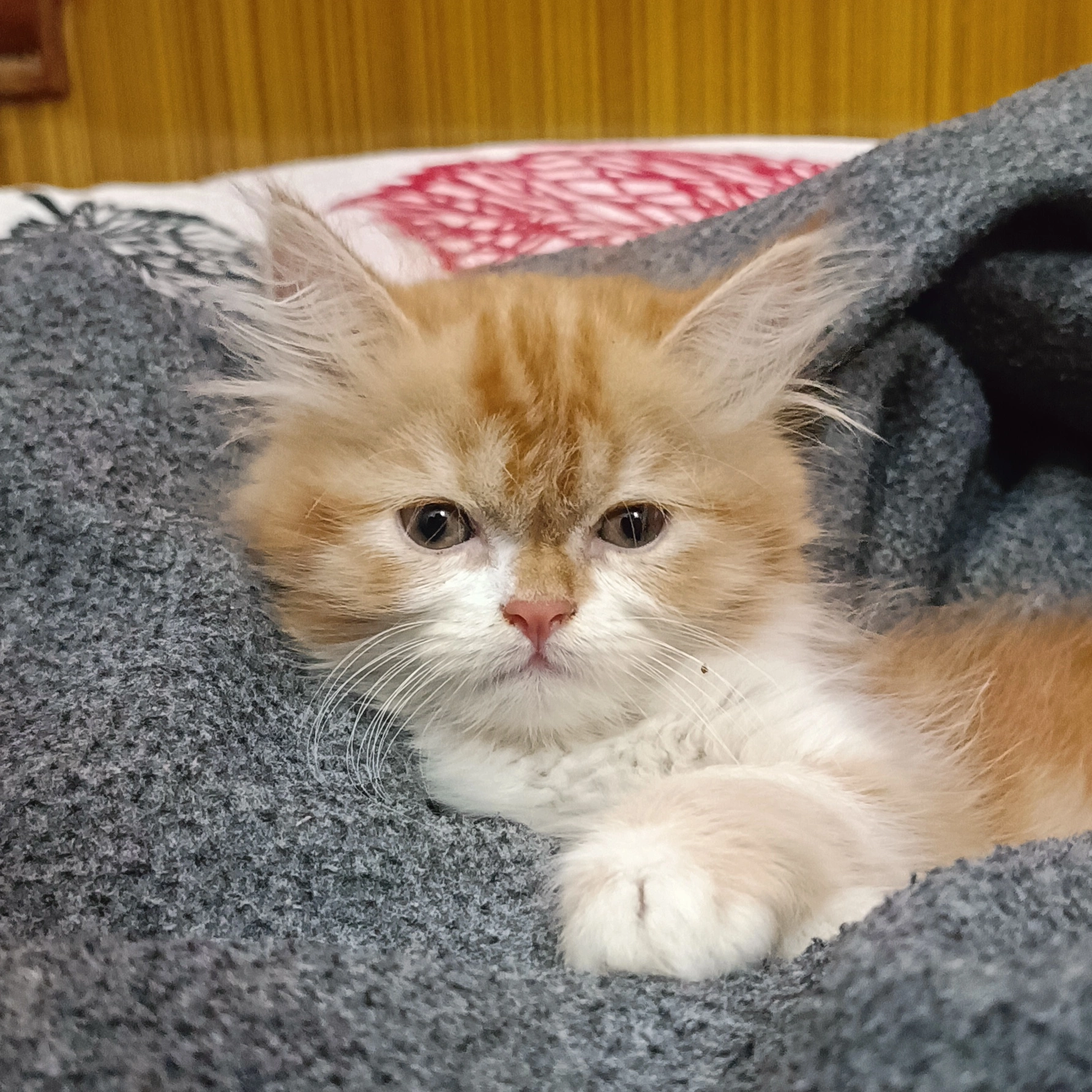 Persian