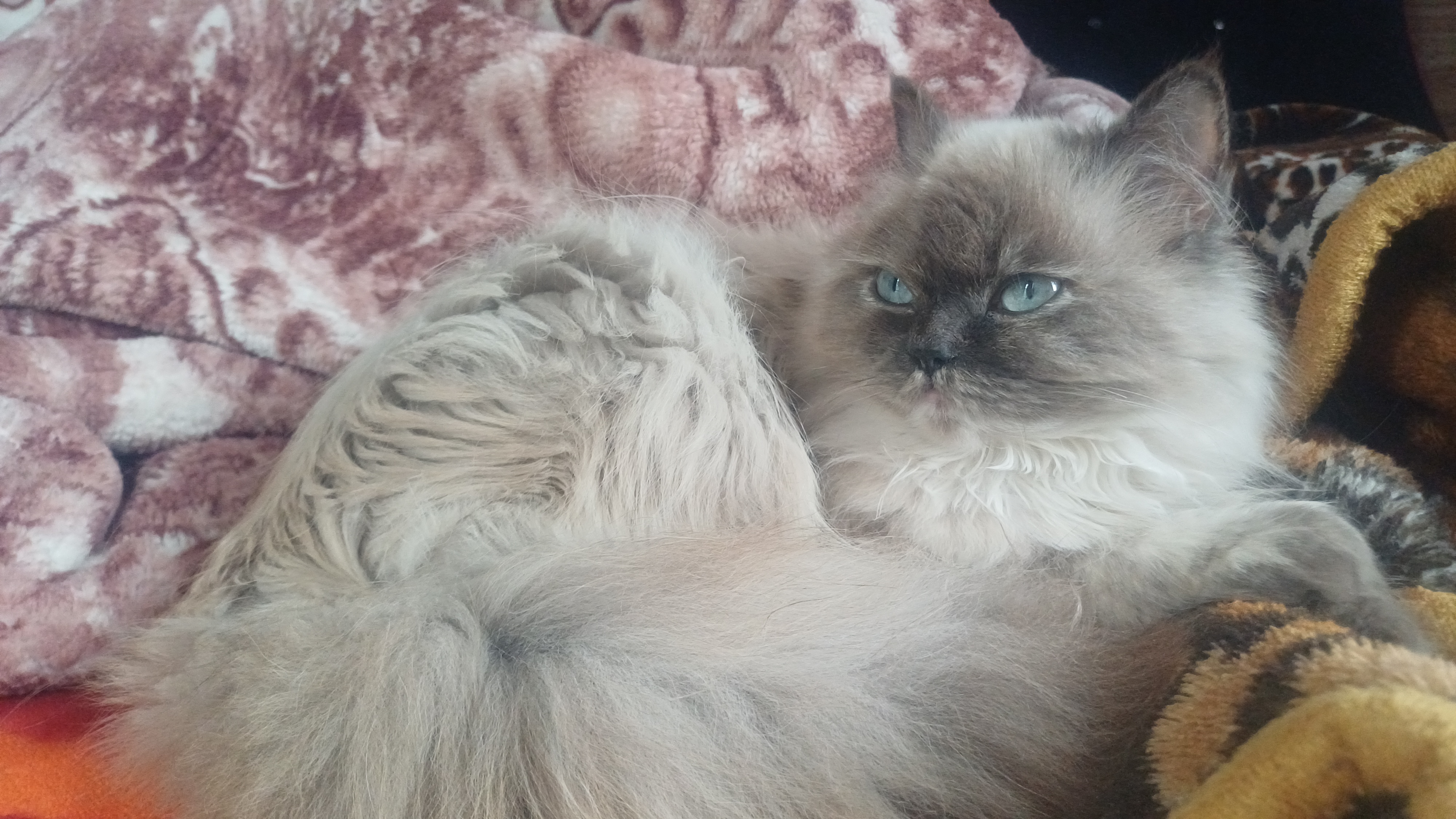 Himalayan
