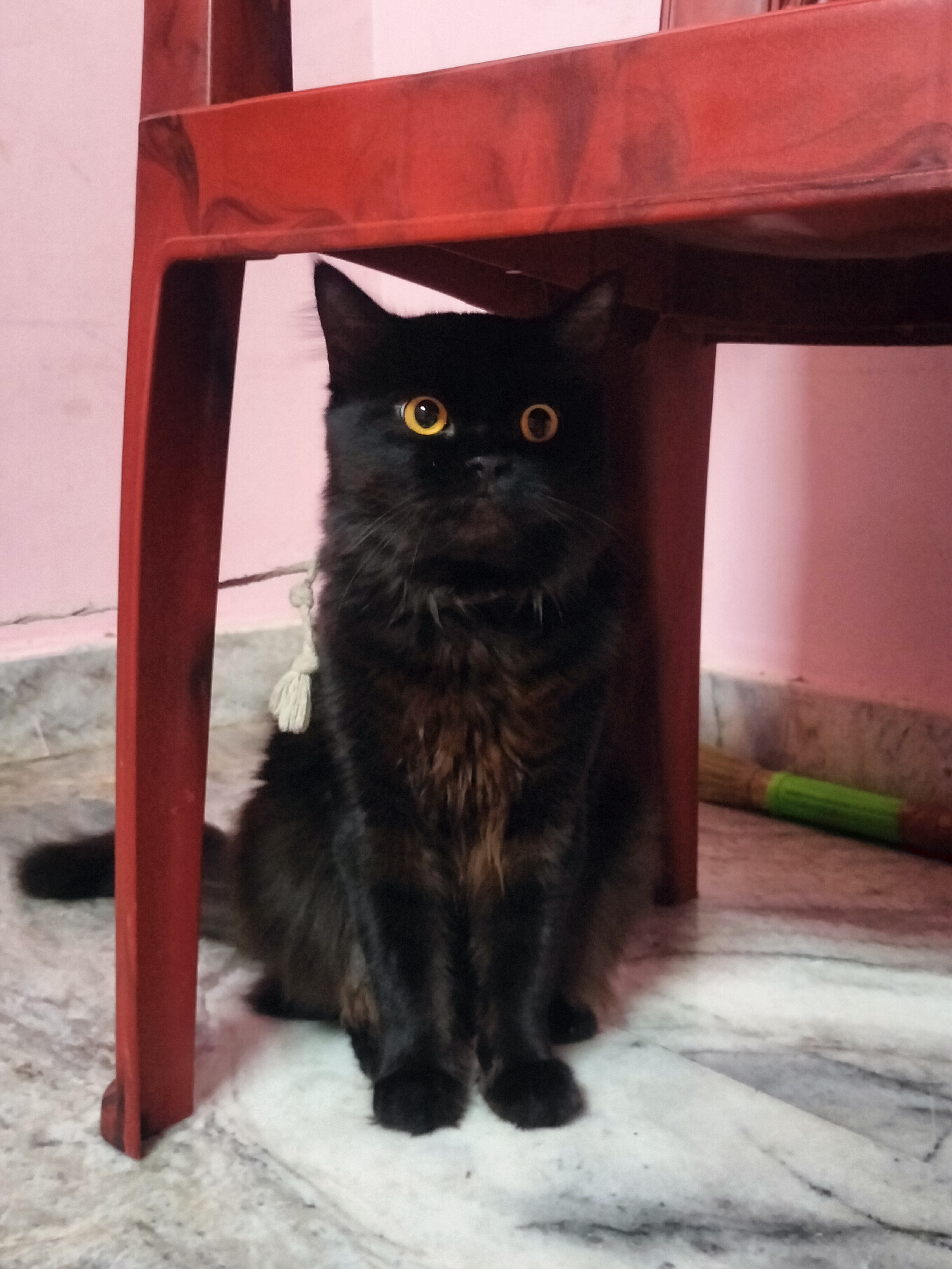 Persian or semi persian