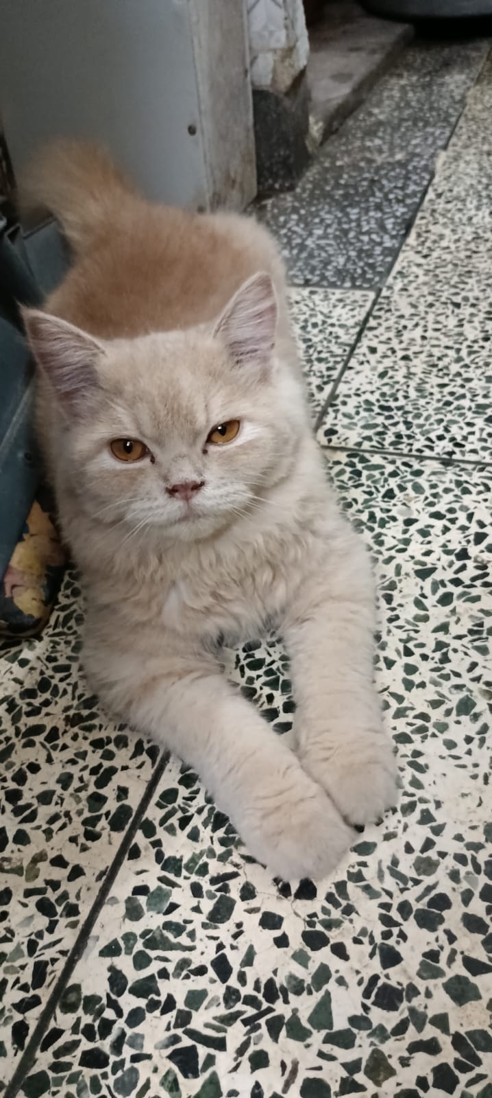 Persian Cat