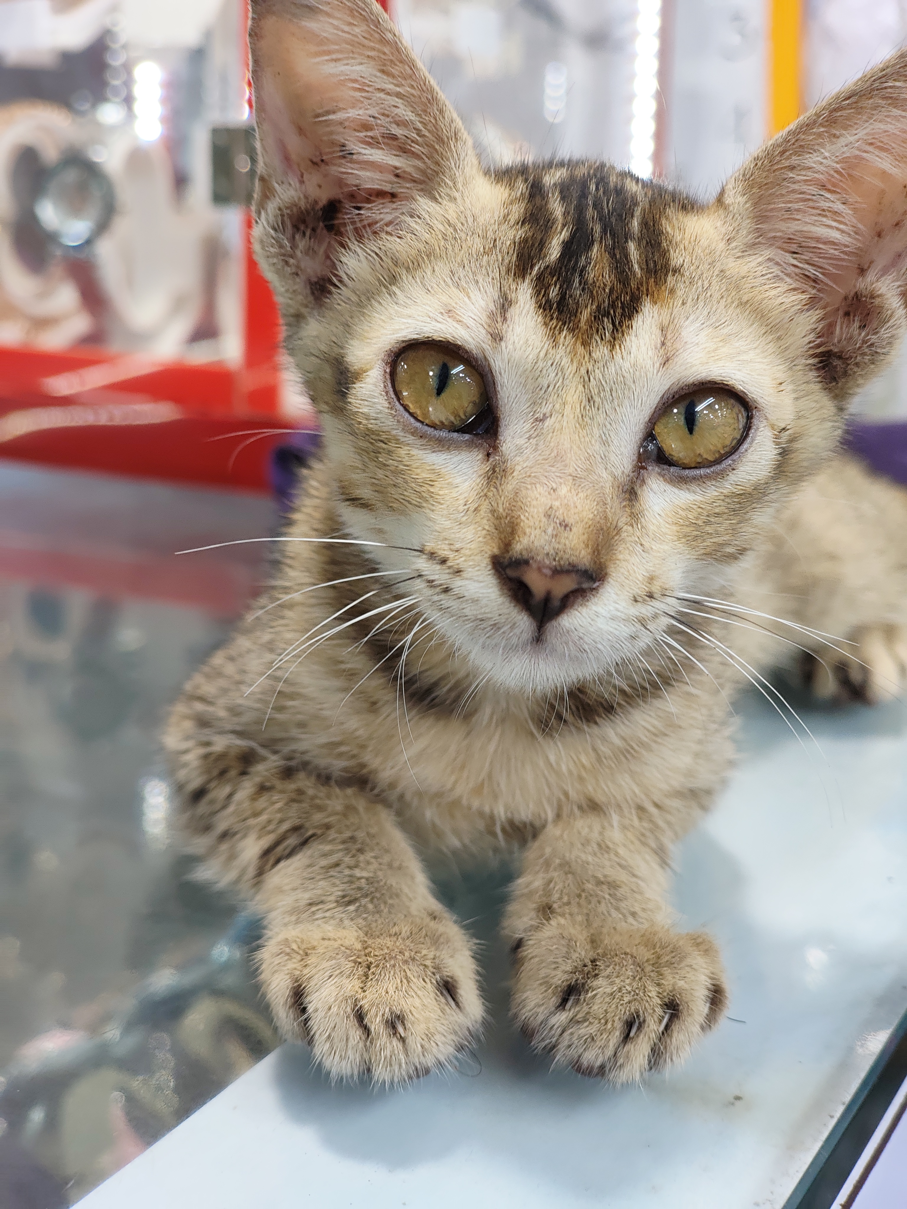 Indian tiger cat