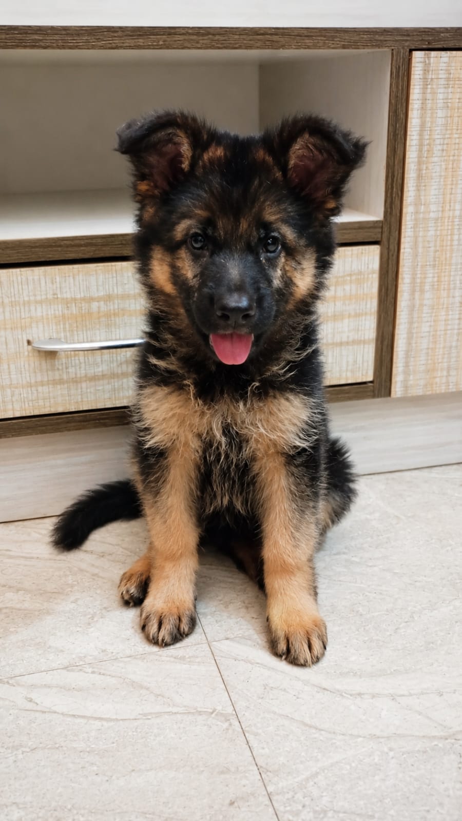 German Shepherd