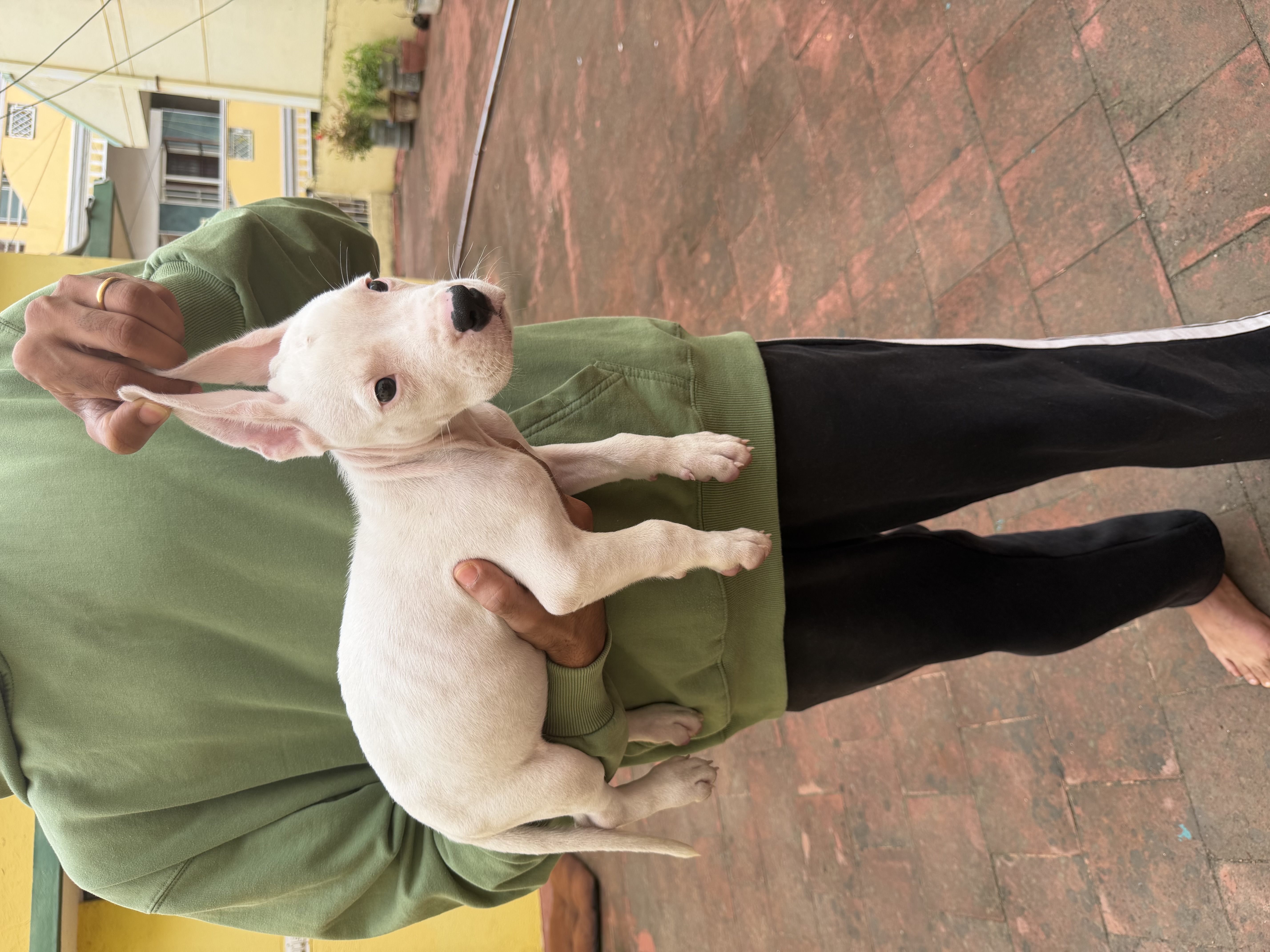 Dogo argentino