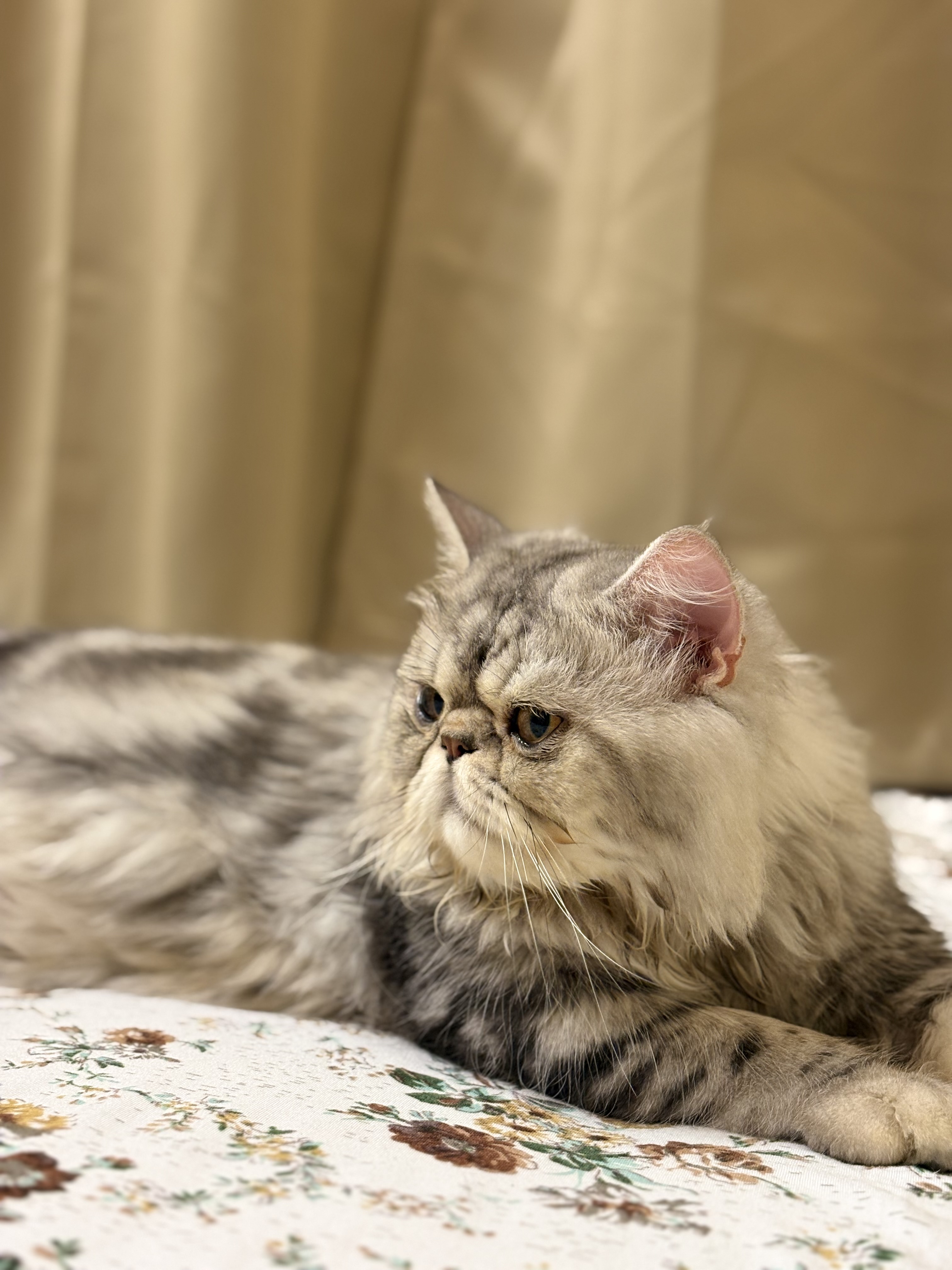 Persian cat semi punch face