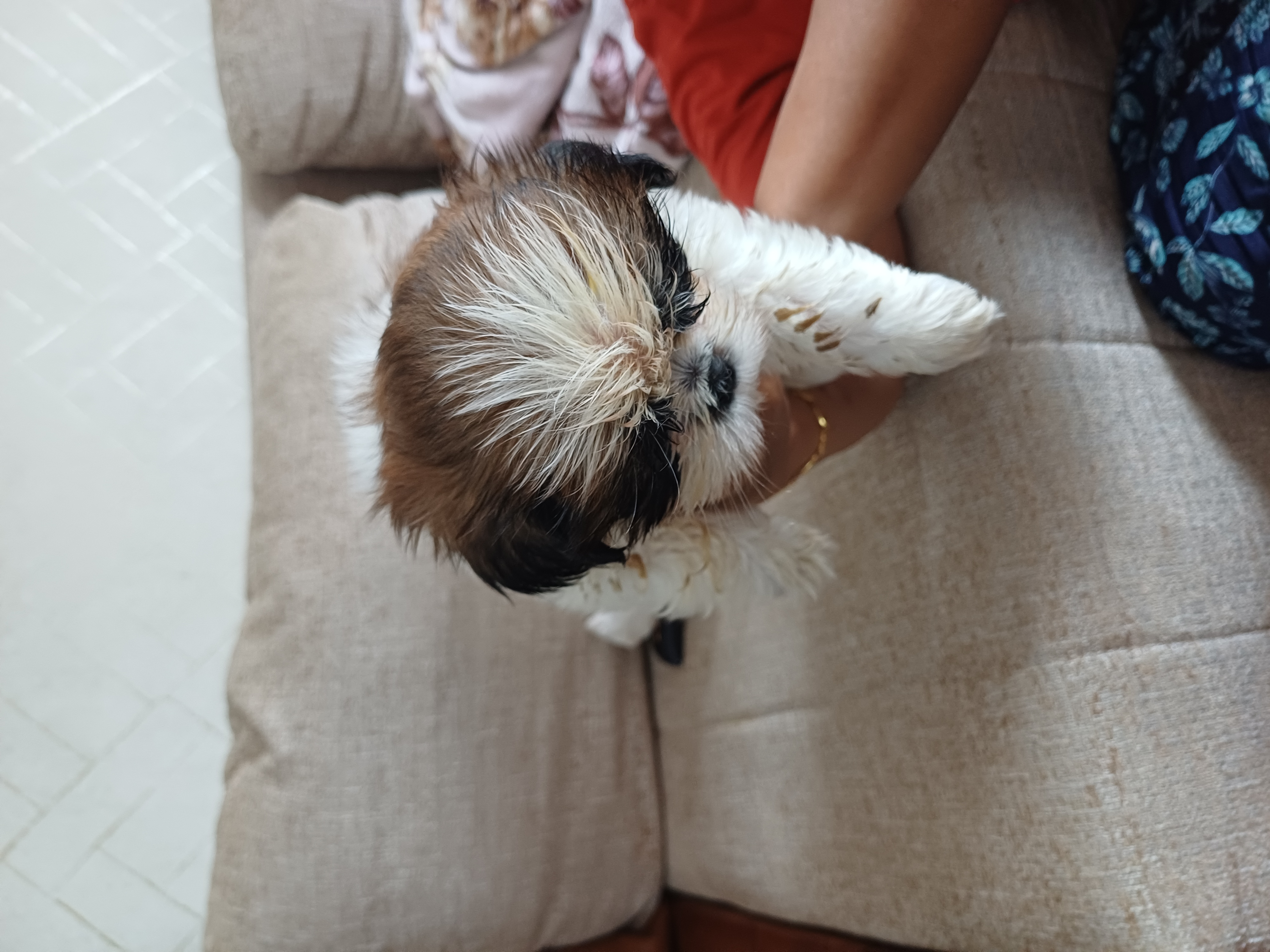 Shih tzu