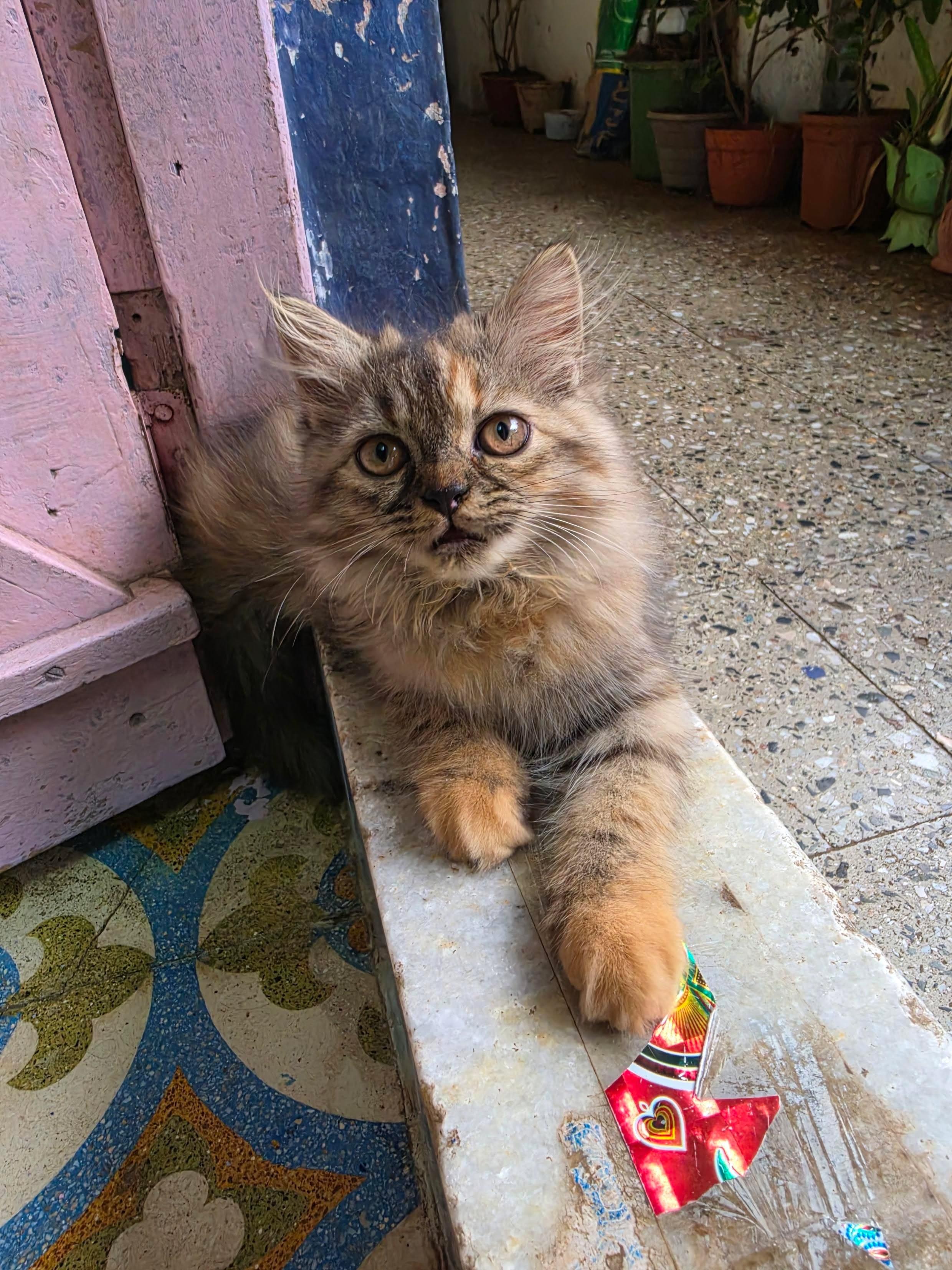 Persian Cat for sale in Mumbai Suburban