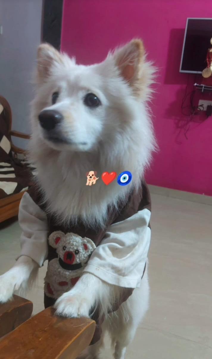 Pomeranian for sale in Pune