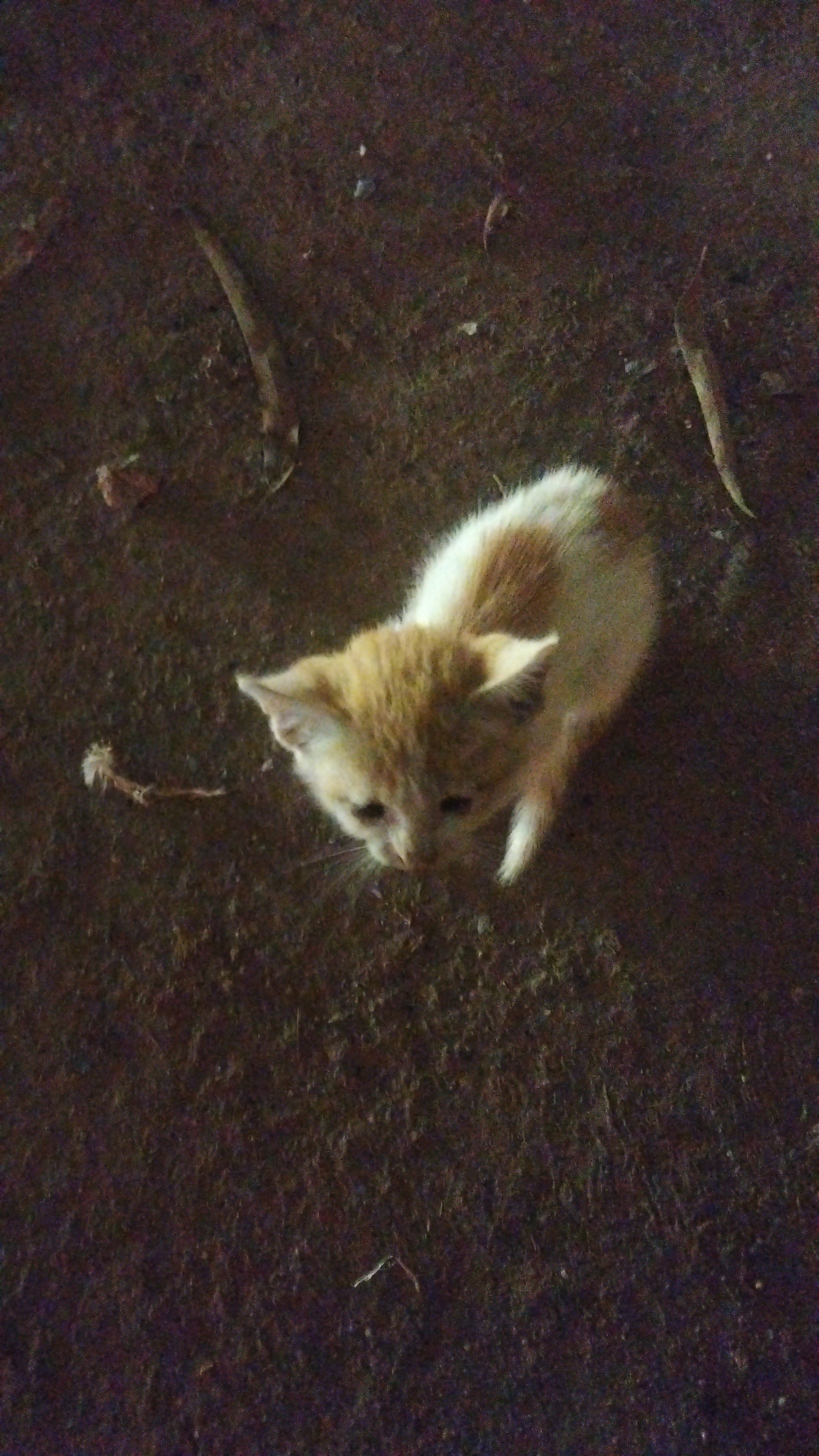 persian