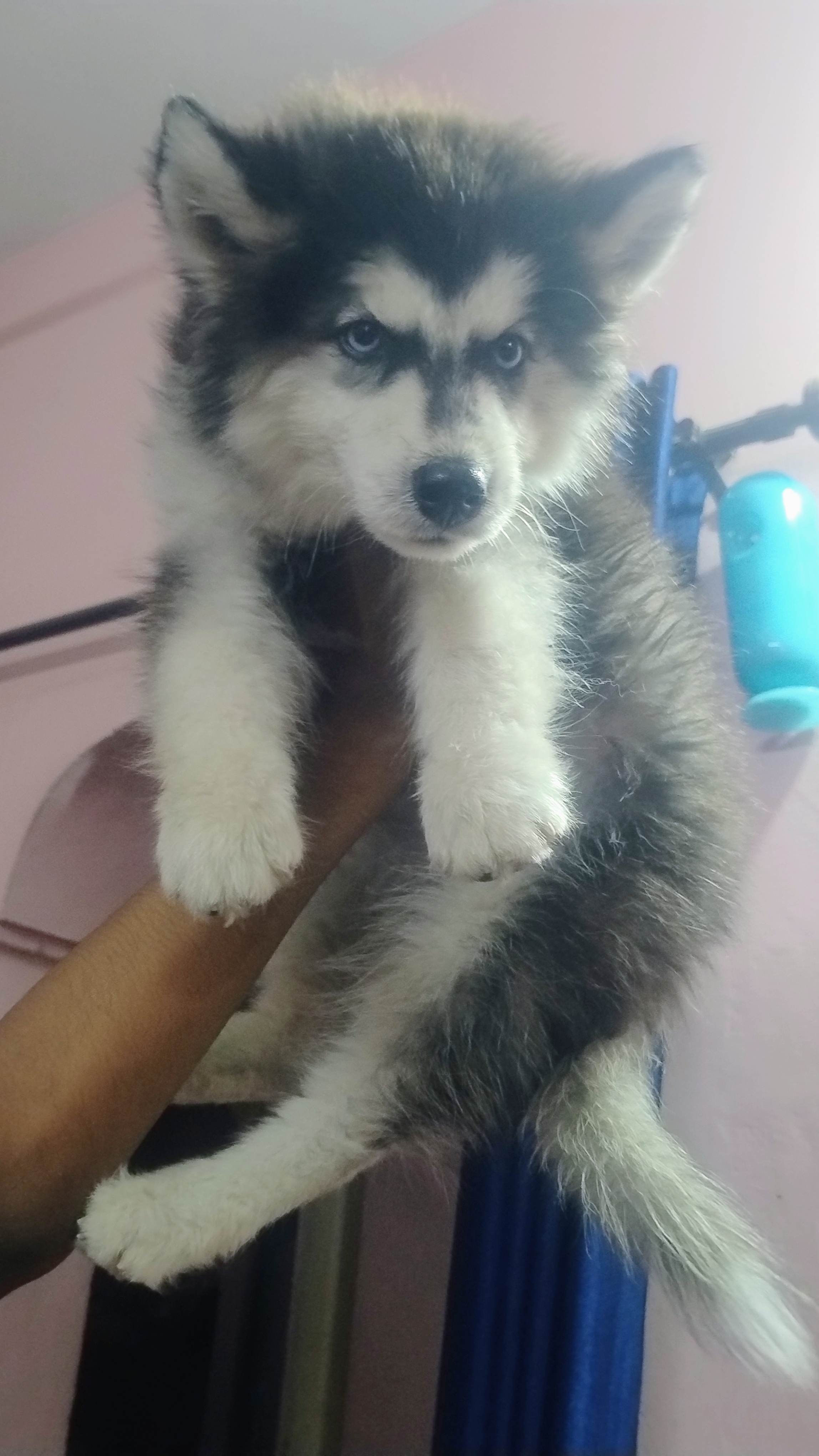 Siberian husky for sale in Coimbatore