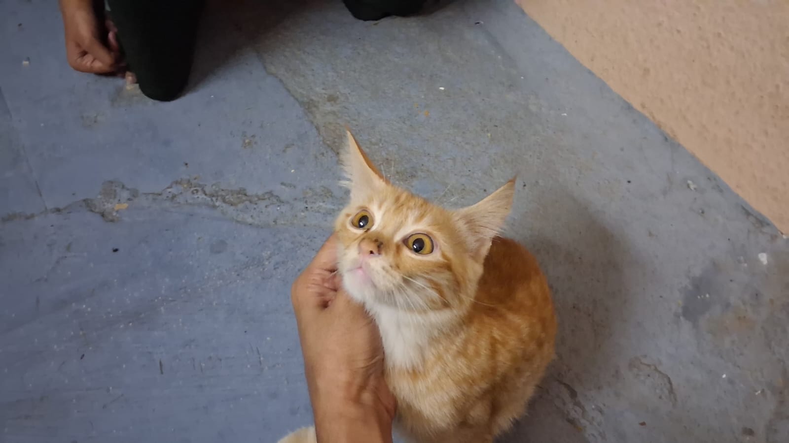 Cross male persian kitten for sale in Hyderabad