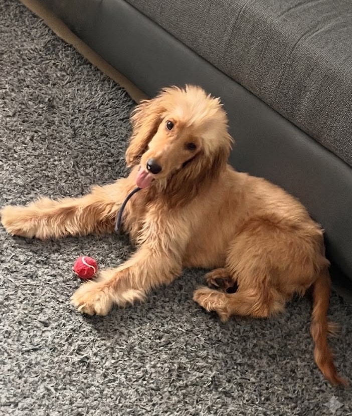 Cocker Spaniel