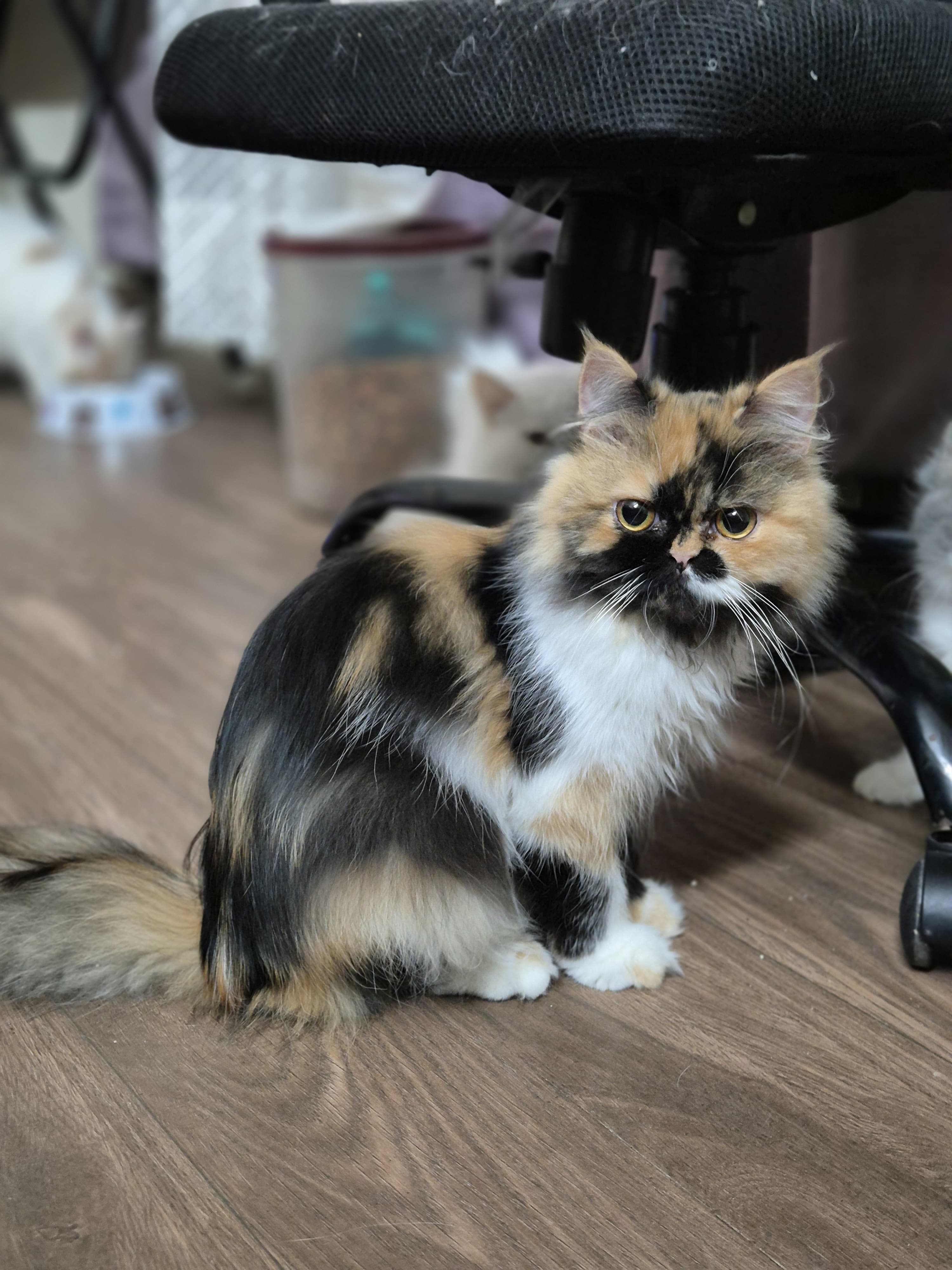 Persian cat