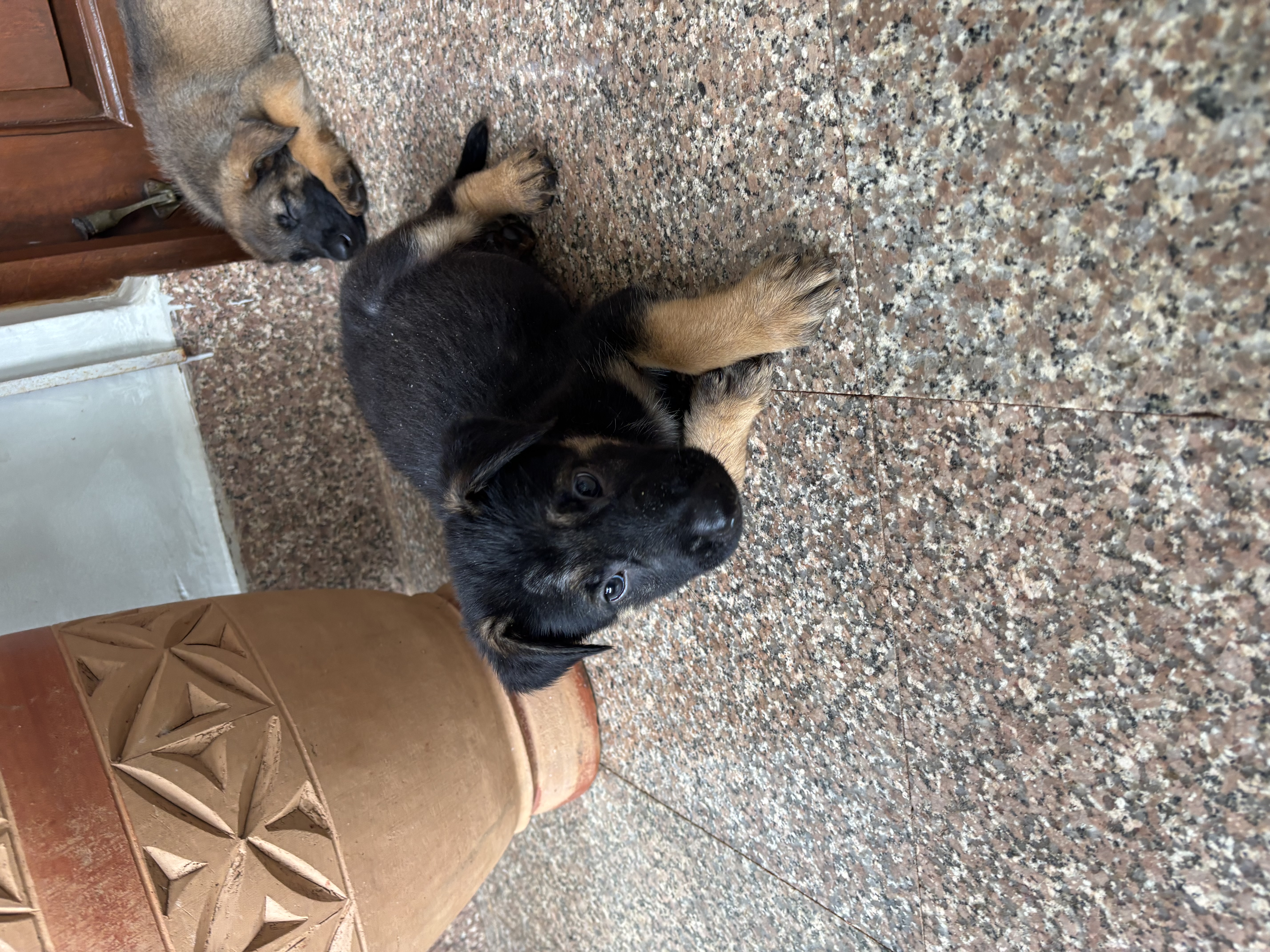 German Shepherd