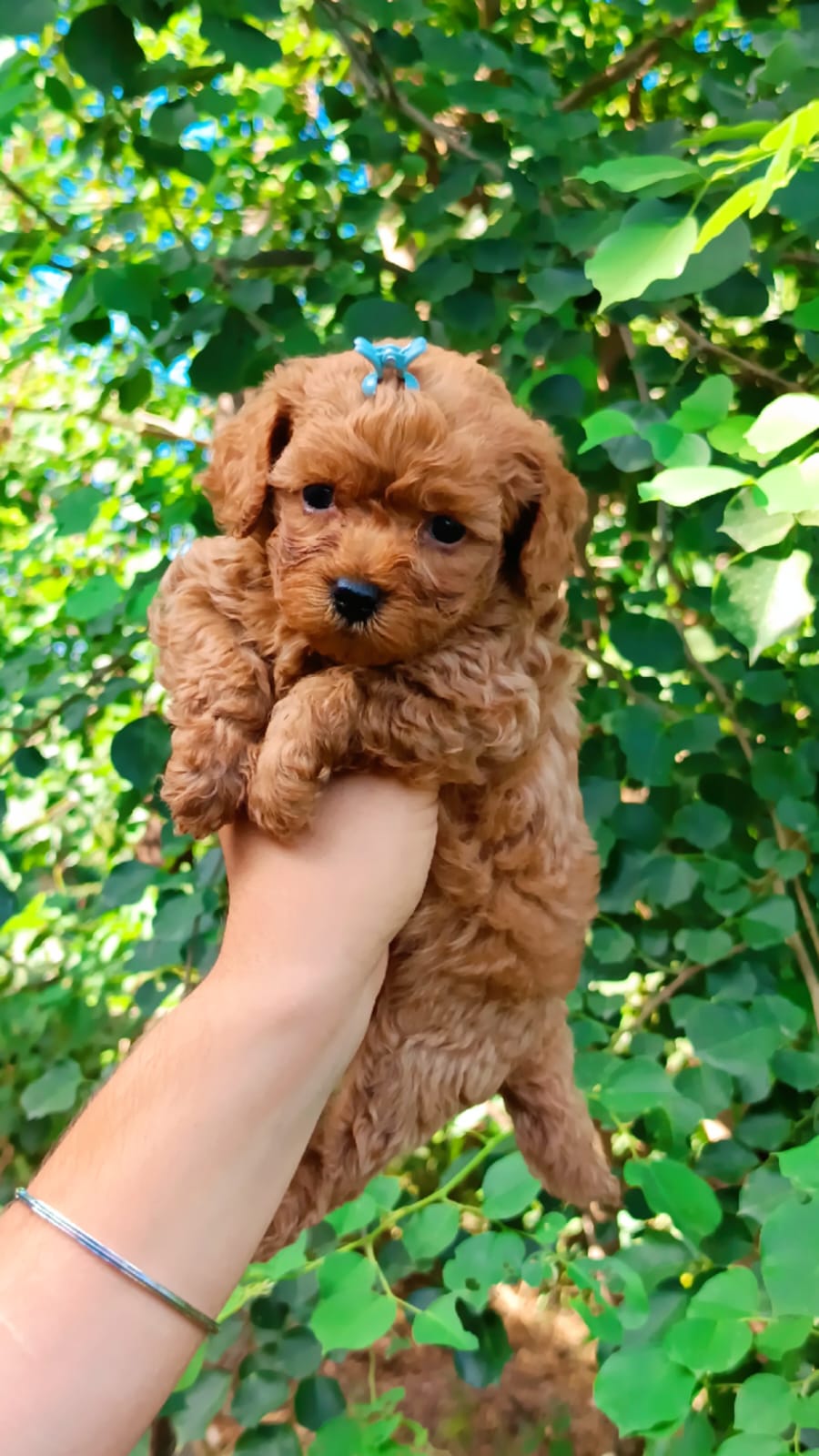 Toy poodle