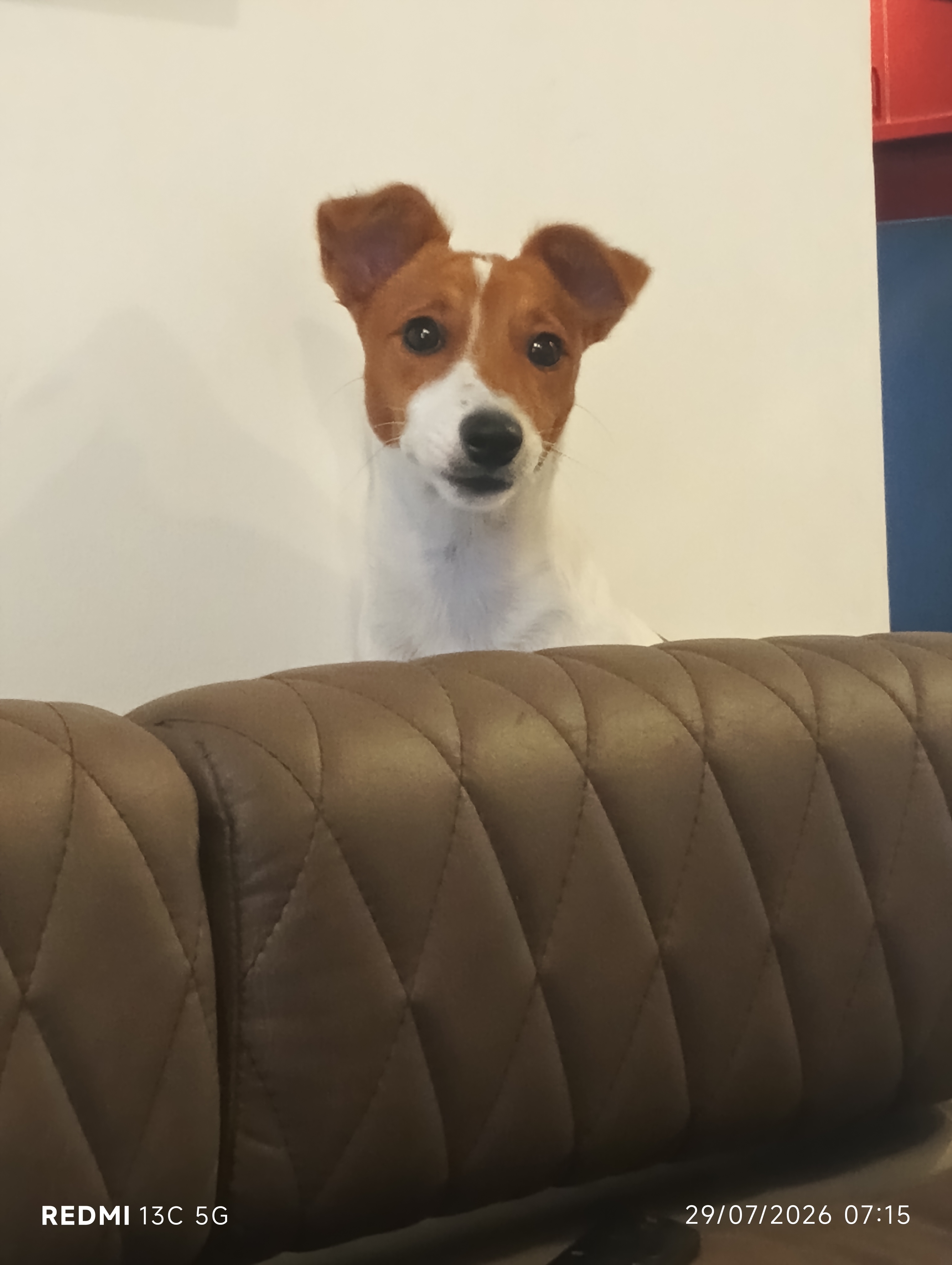 Jack Russell