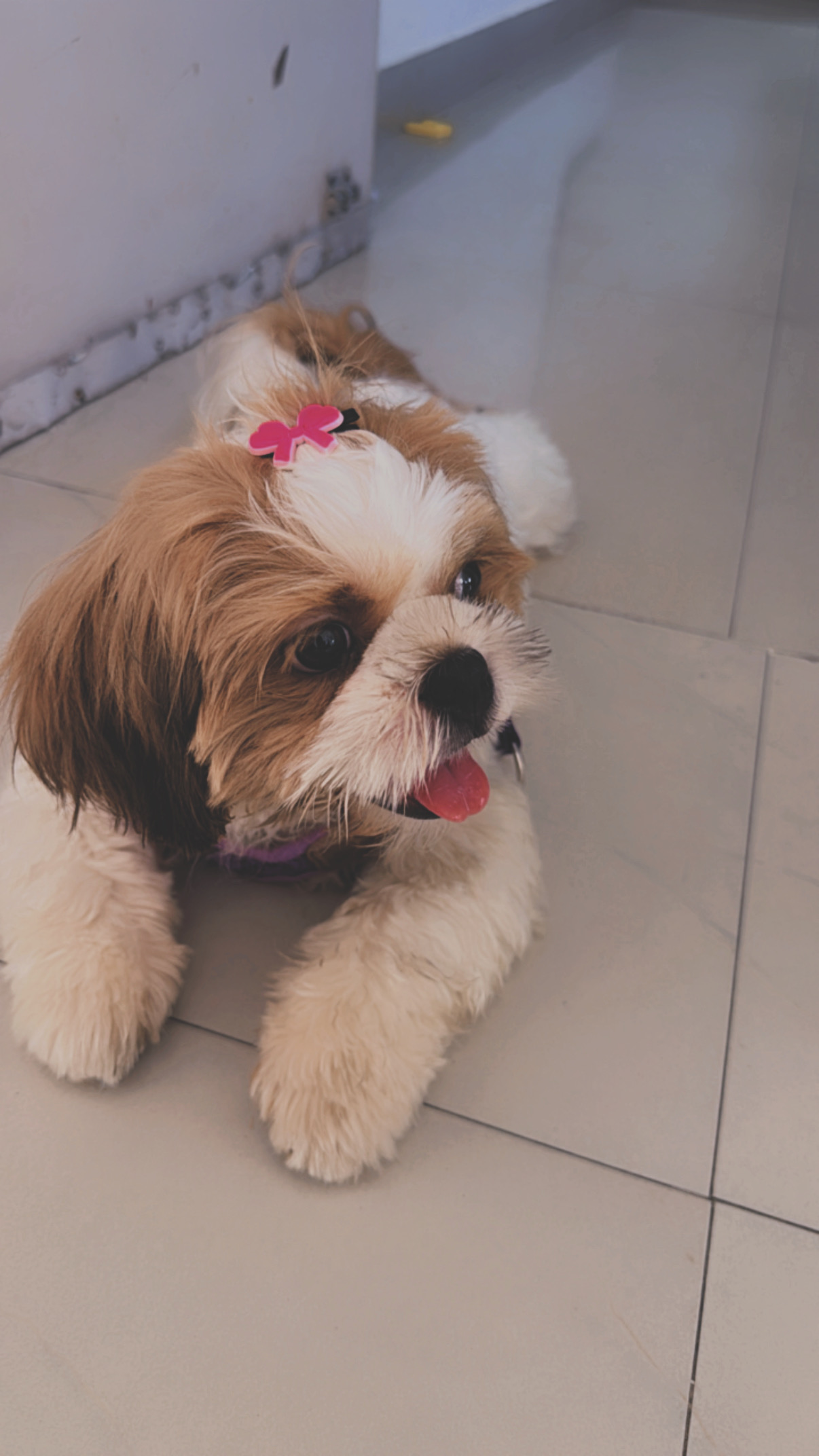 Shit tzu for sale in Jalandhar
