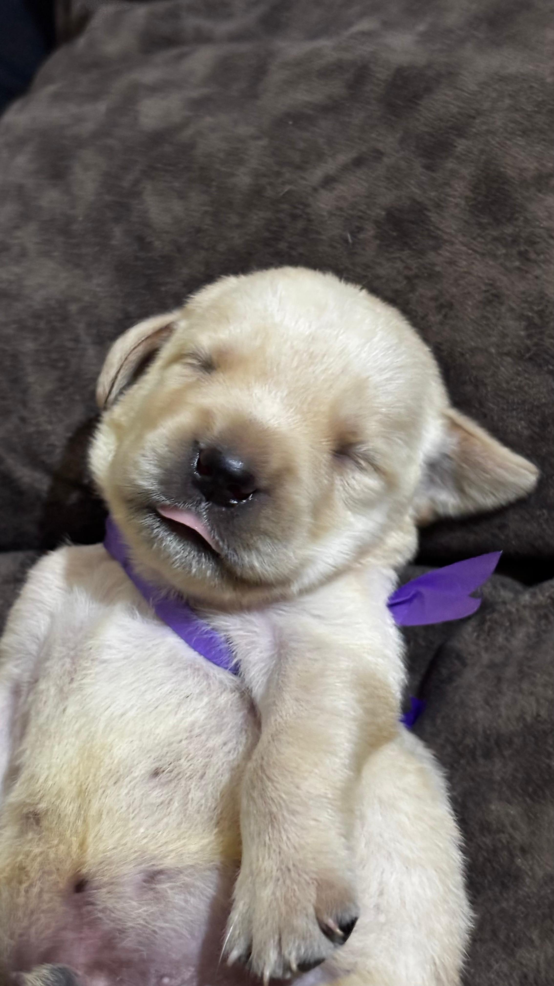 Labrador retriever for sale in Khammam
