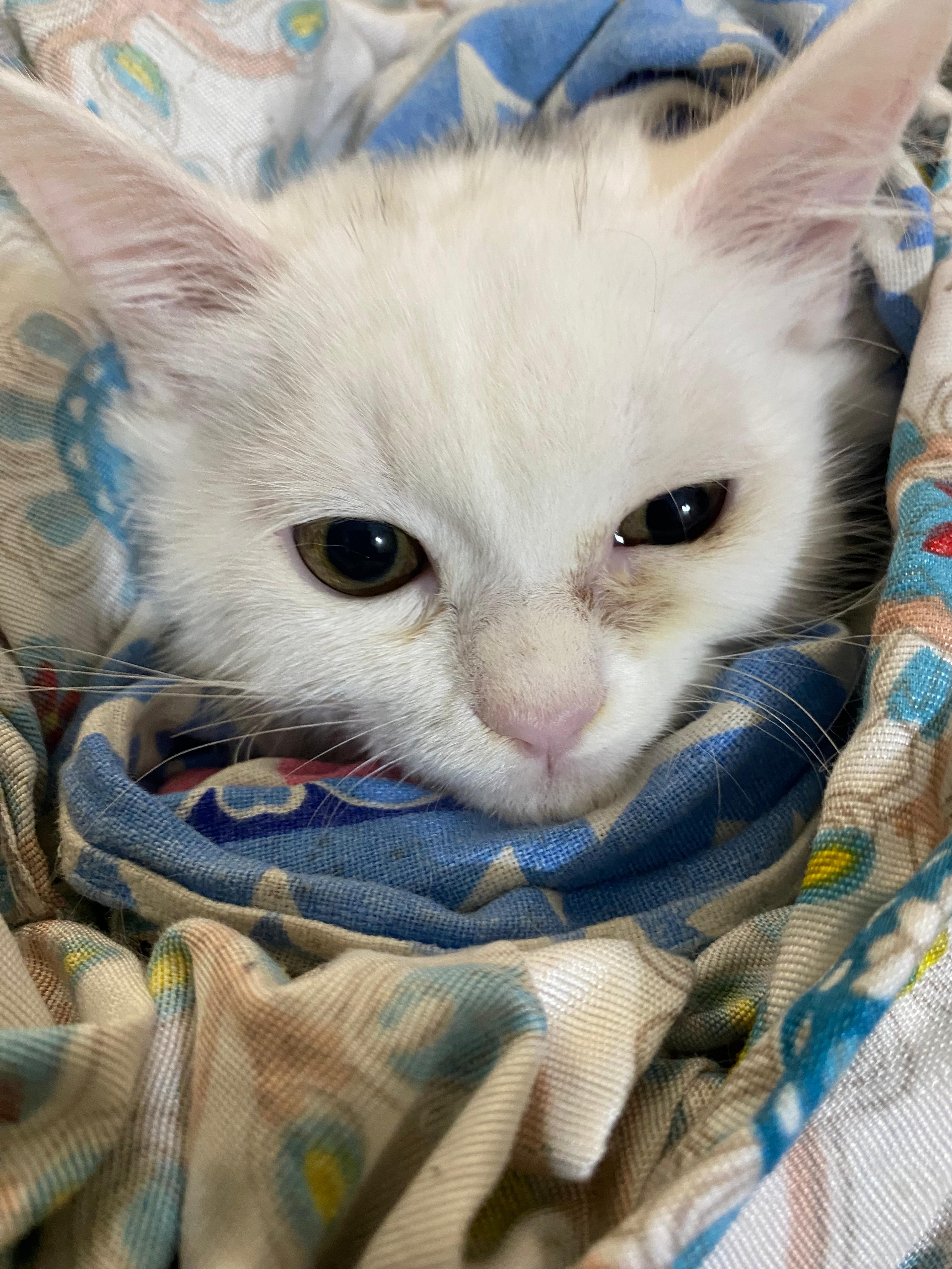 Persian