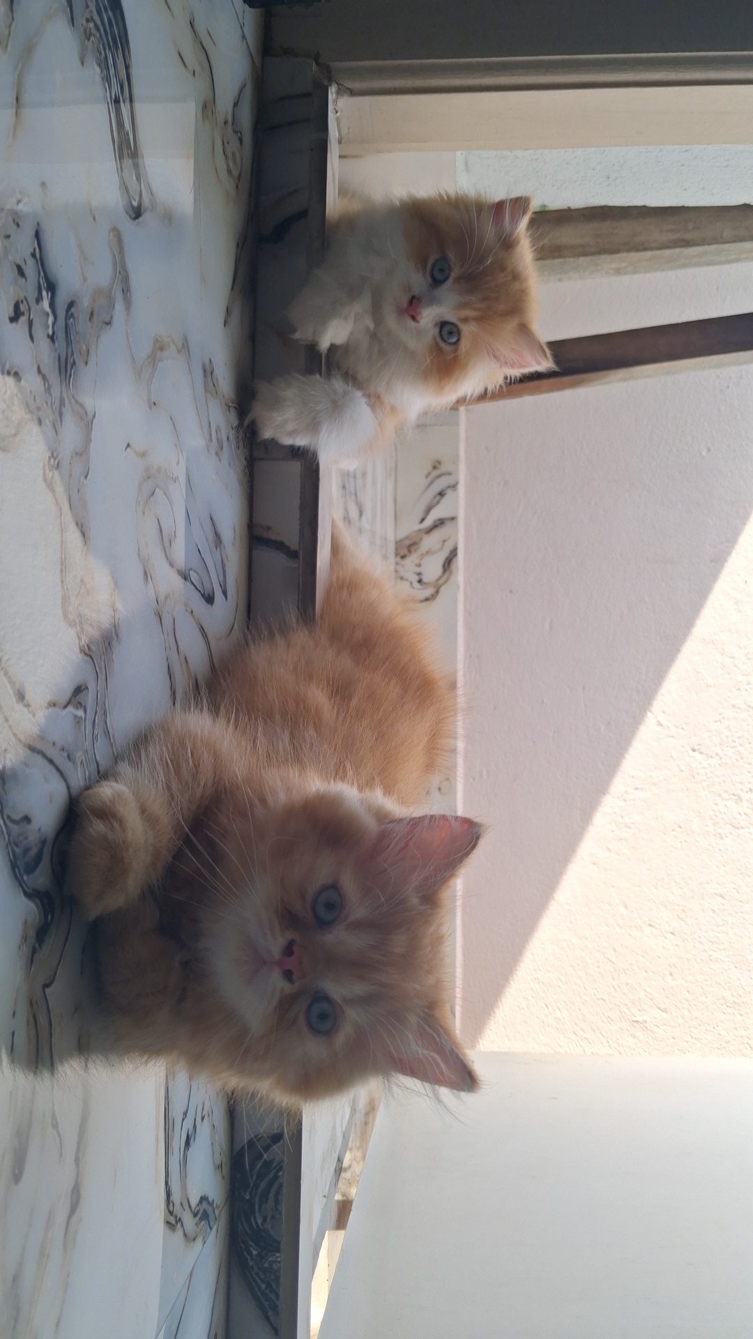 Persian cat doll face