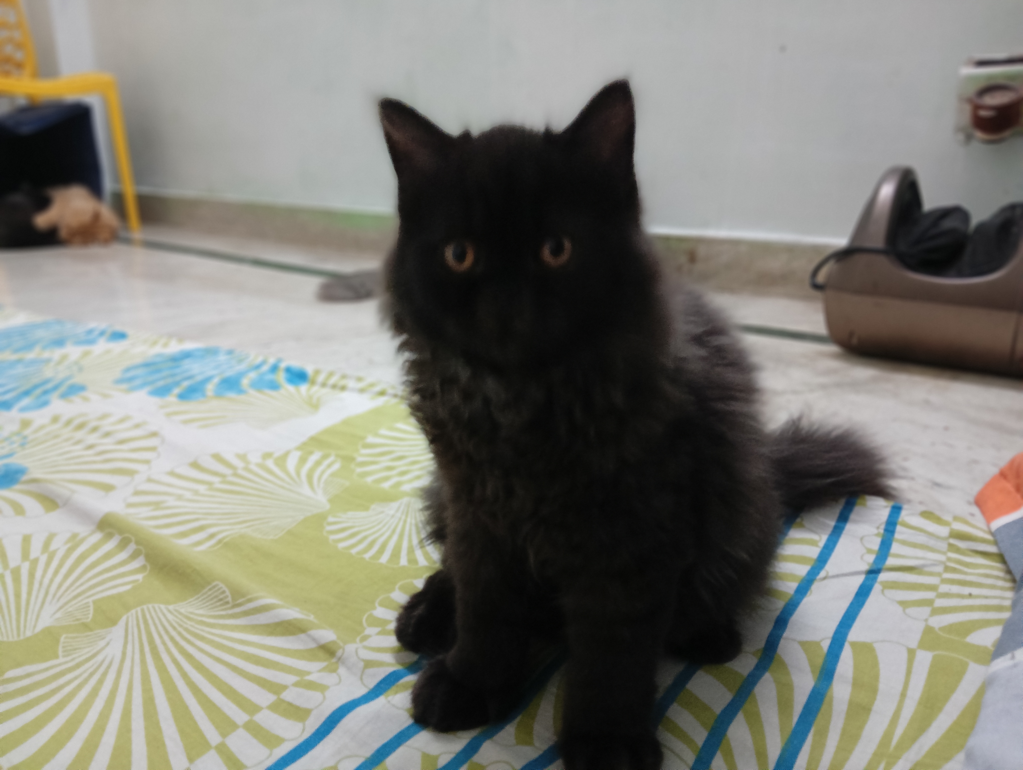 Persian Kittens for sale in New Delhi