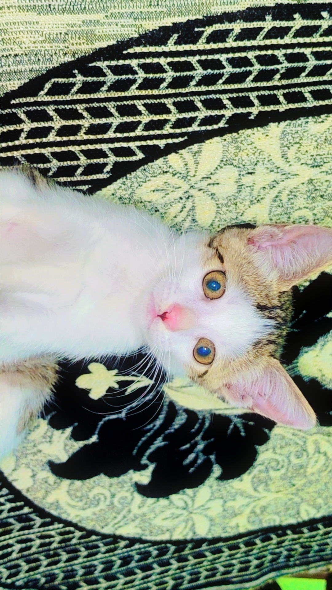 Stray cat