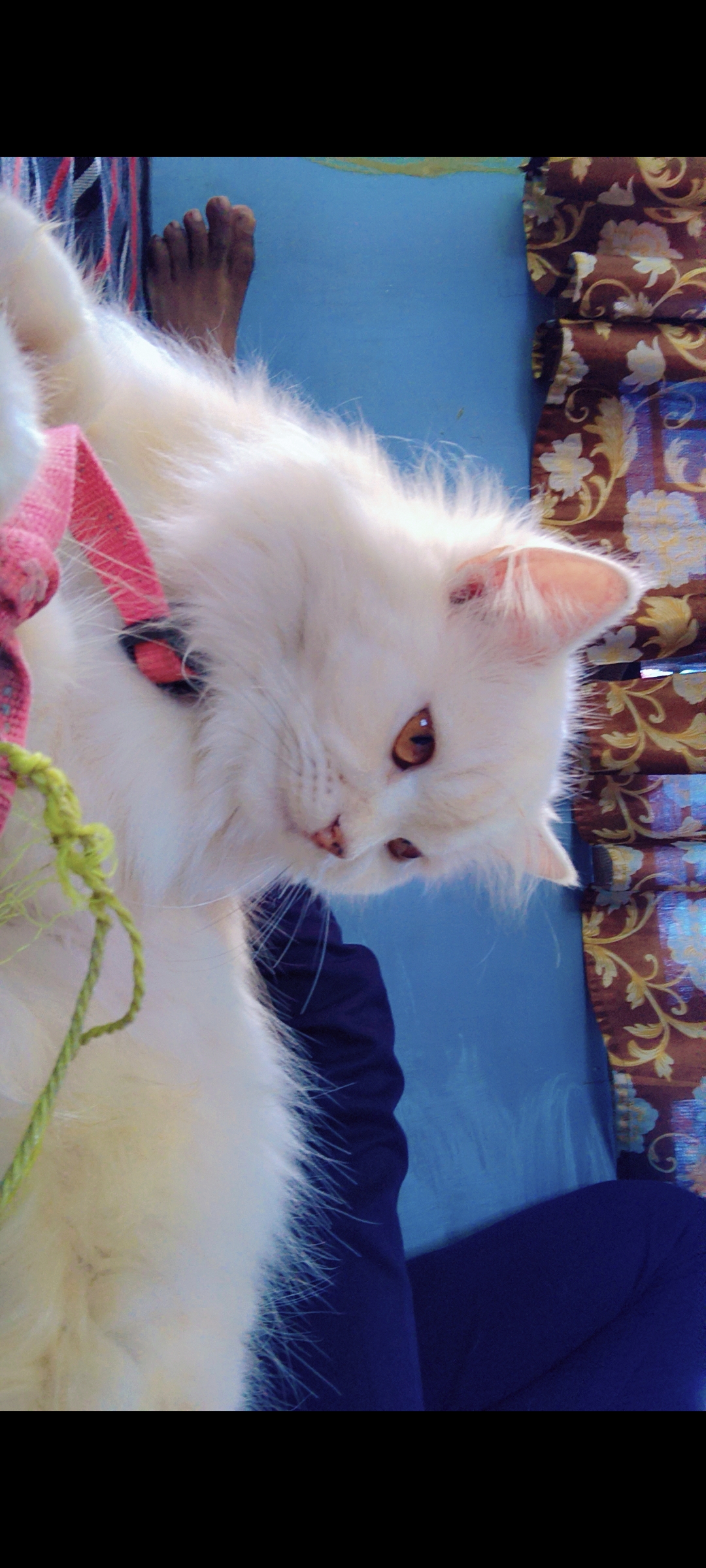 Persian