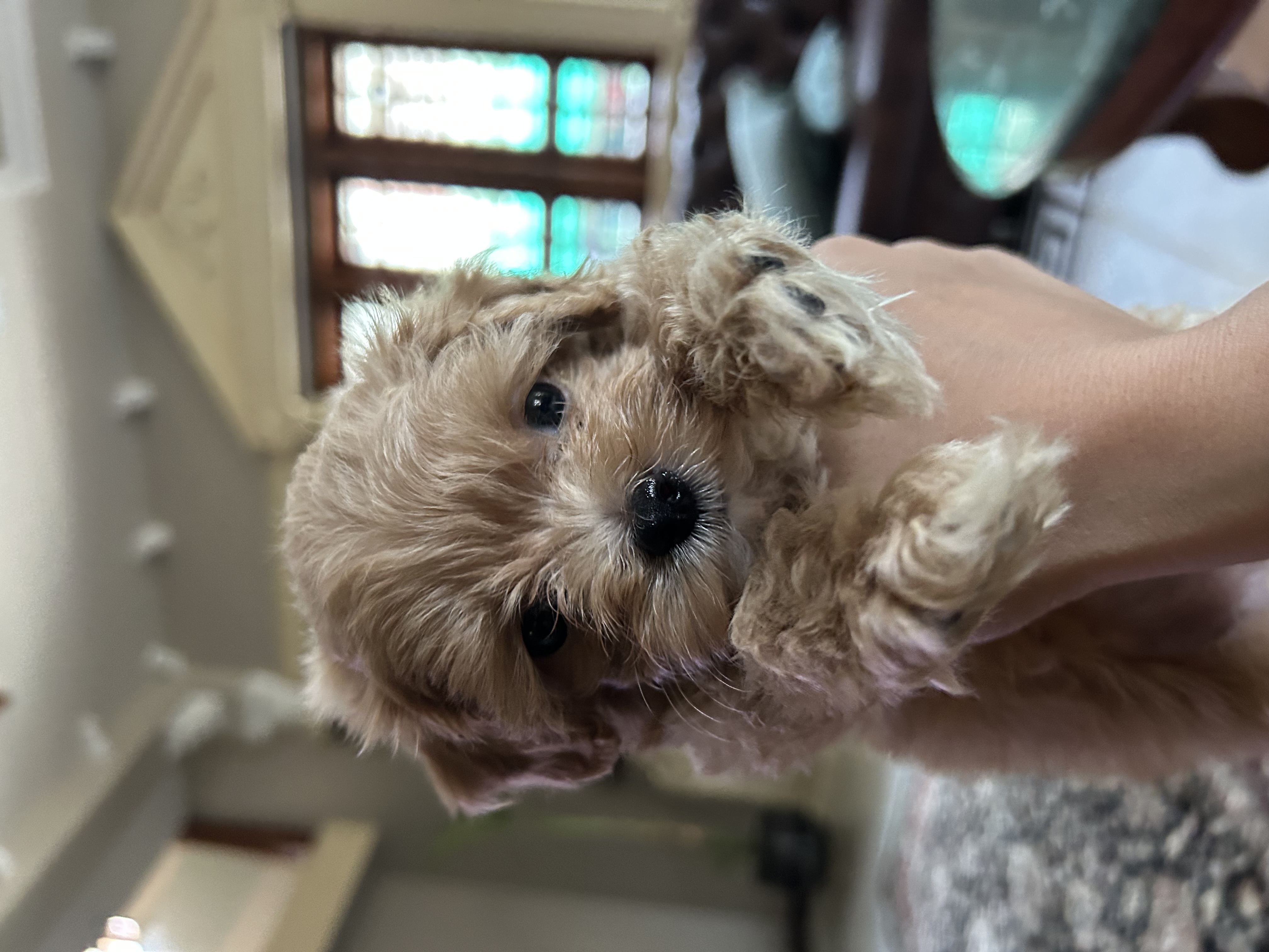 Maltipoo for sale in Ahmedabad