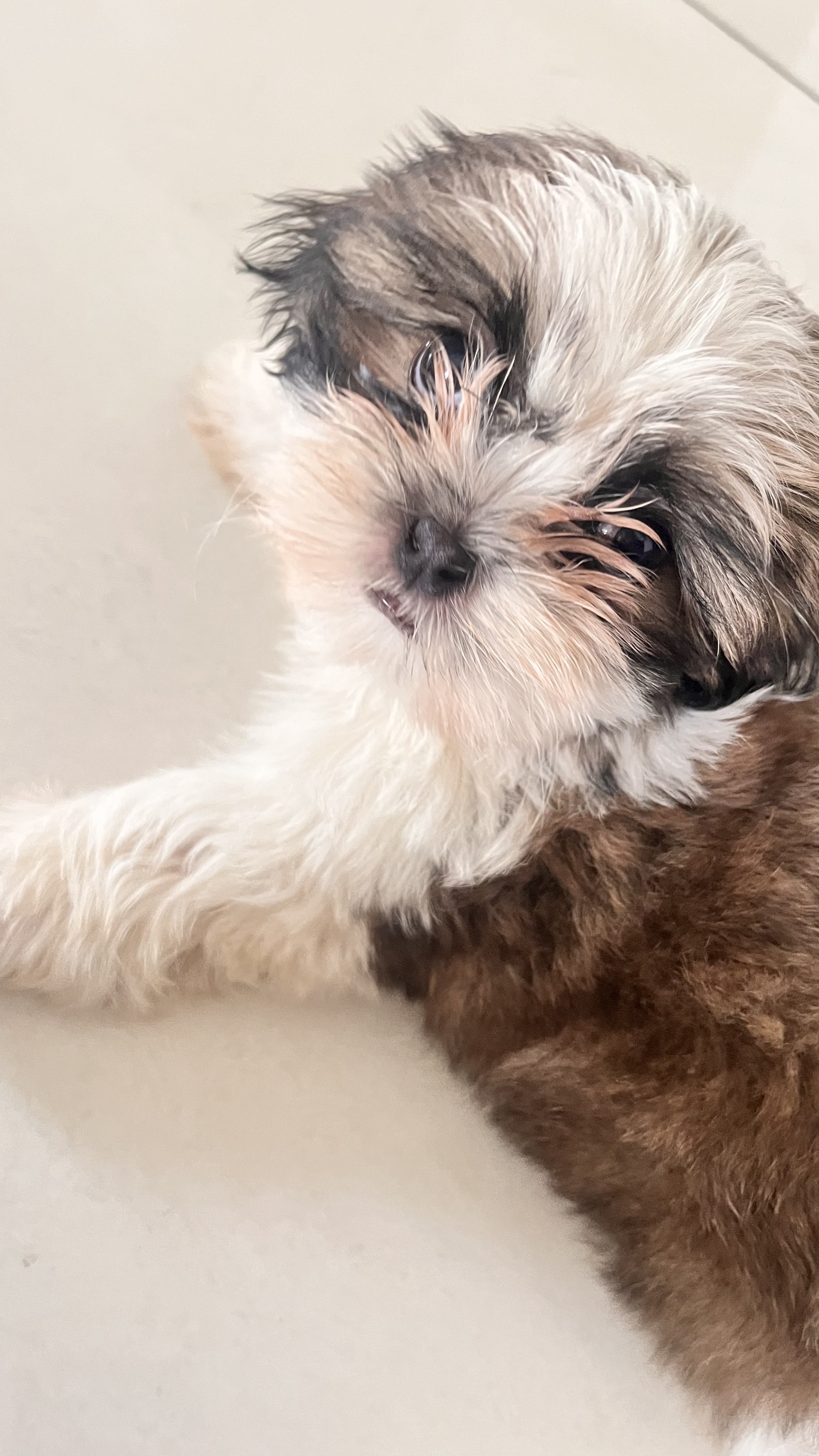 Shihtzu for sale in Bengaluru Urban
