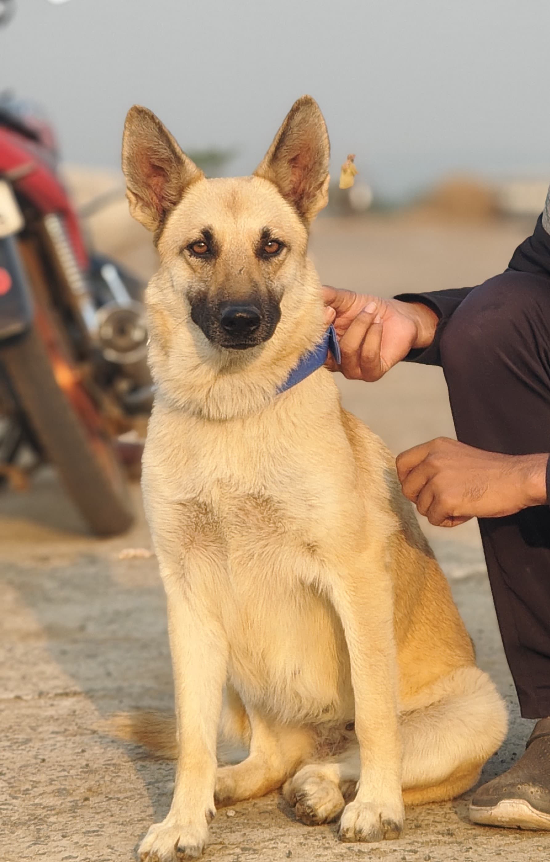 German shepherd