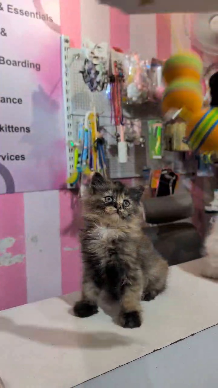Persian cat