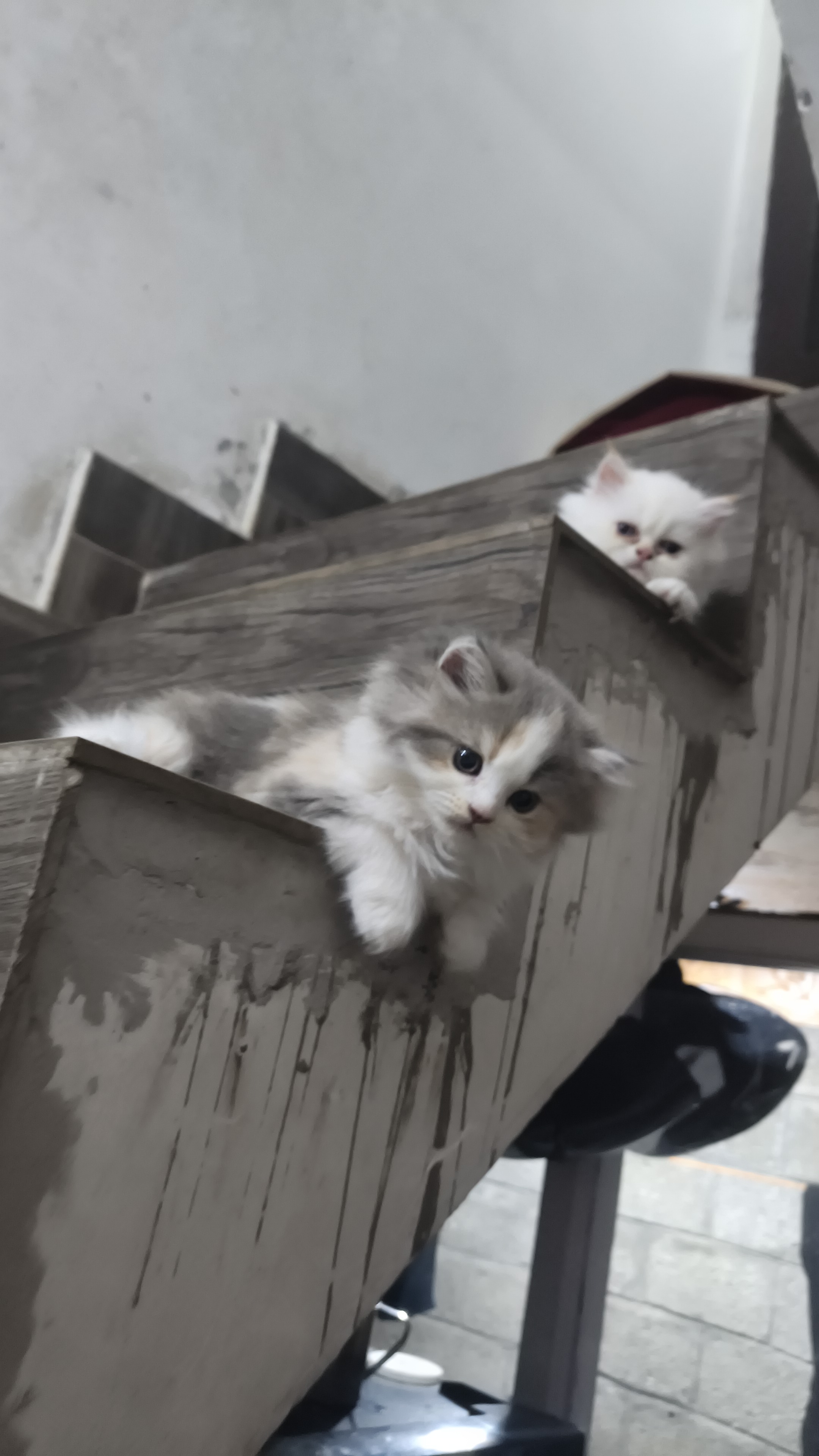 Persian cat