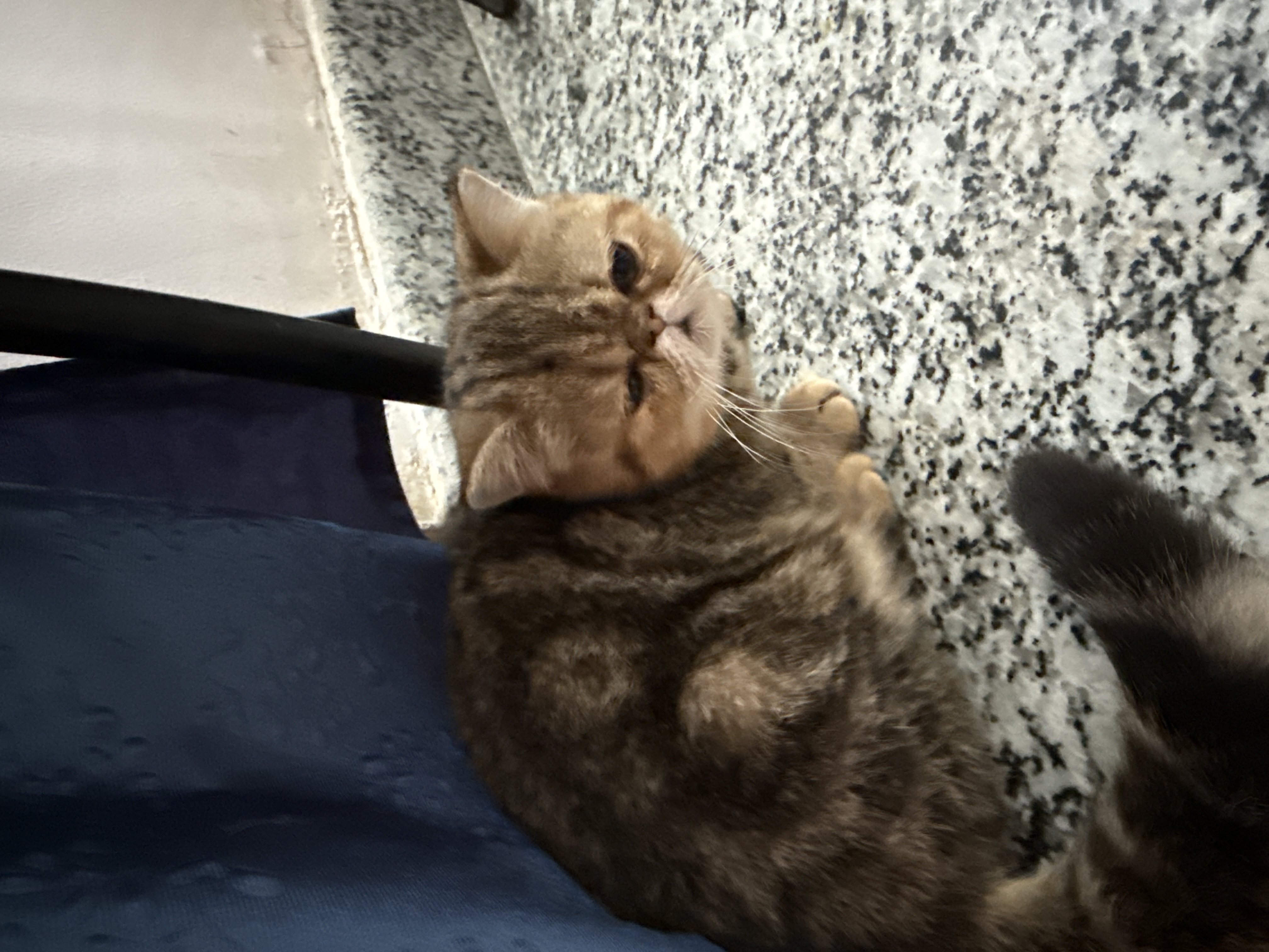 exotic shorthair