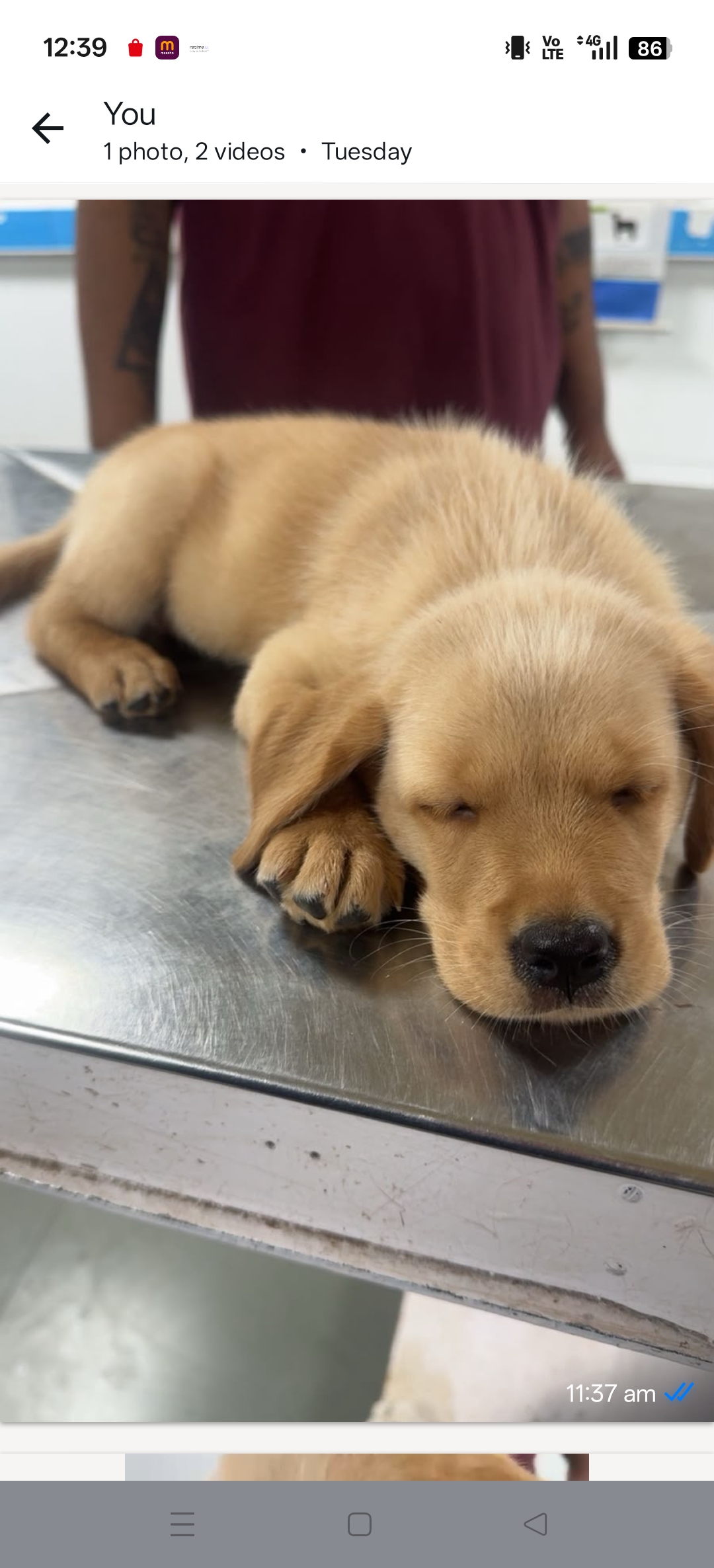 Labrador