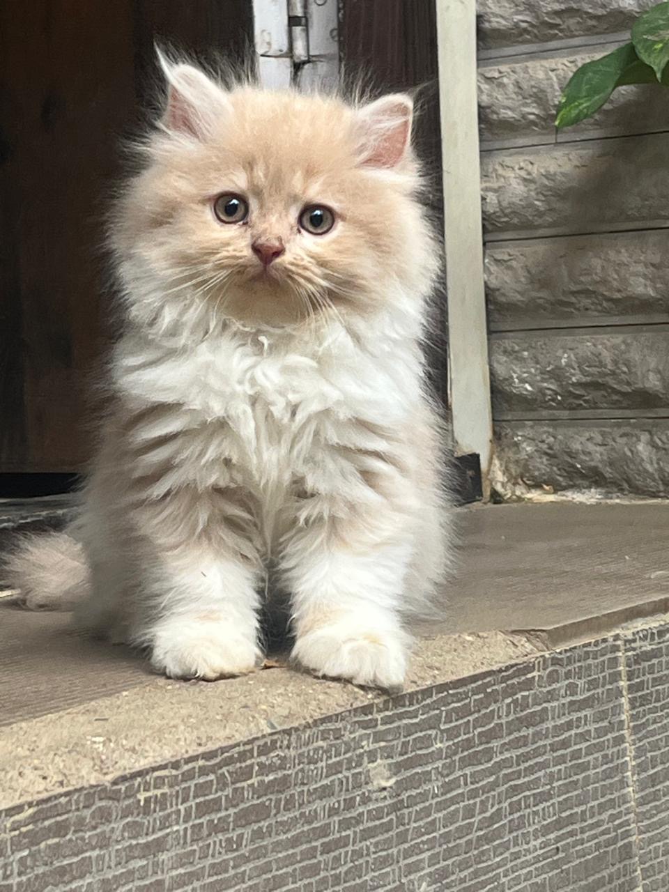 Persian cat