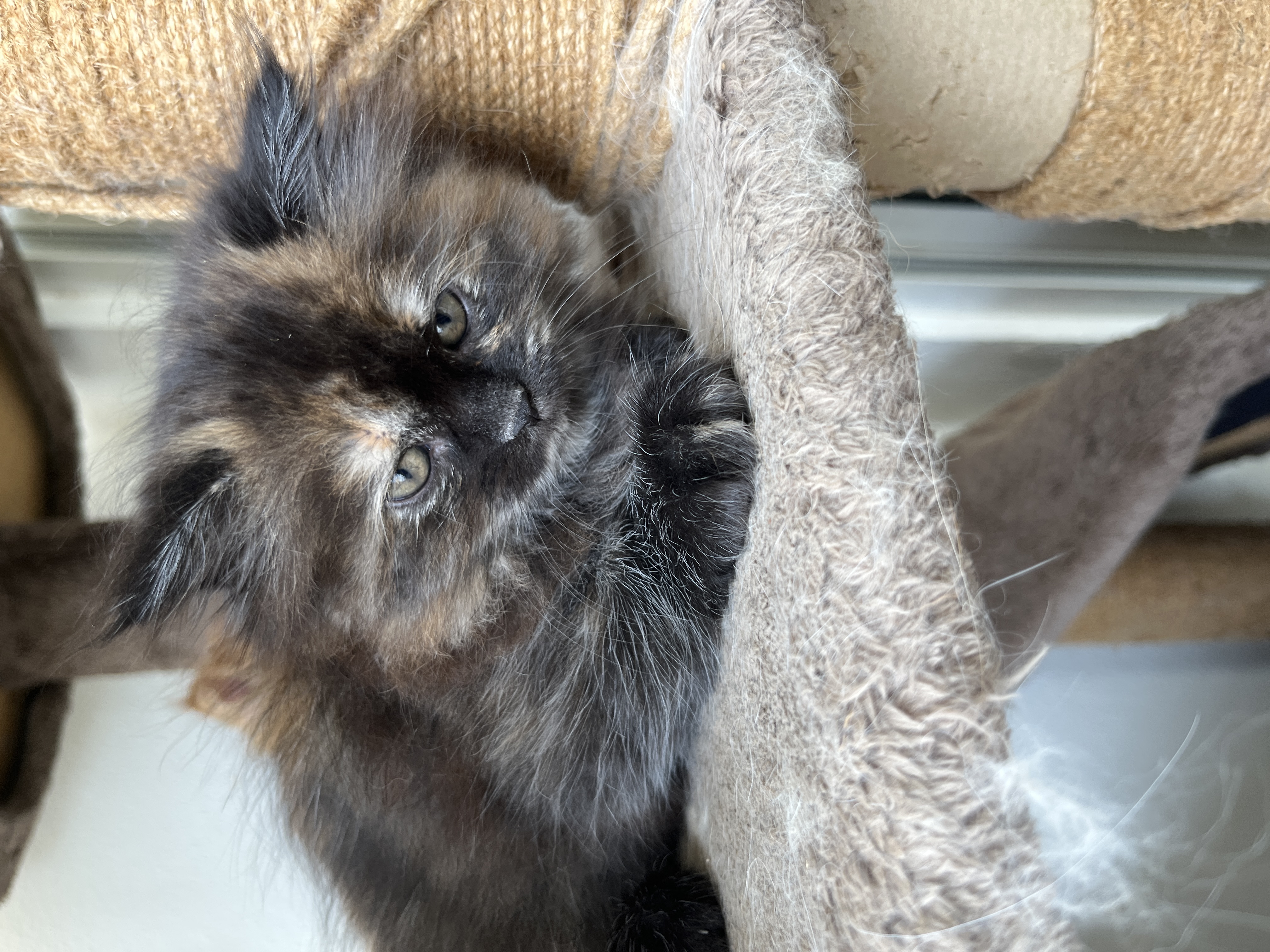 Himalayan Persian