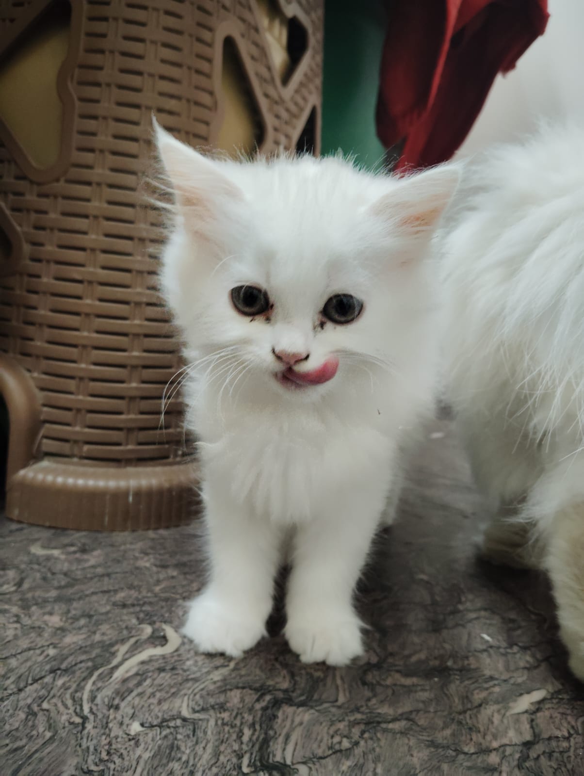 Persian for sale in Bengaluru North
