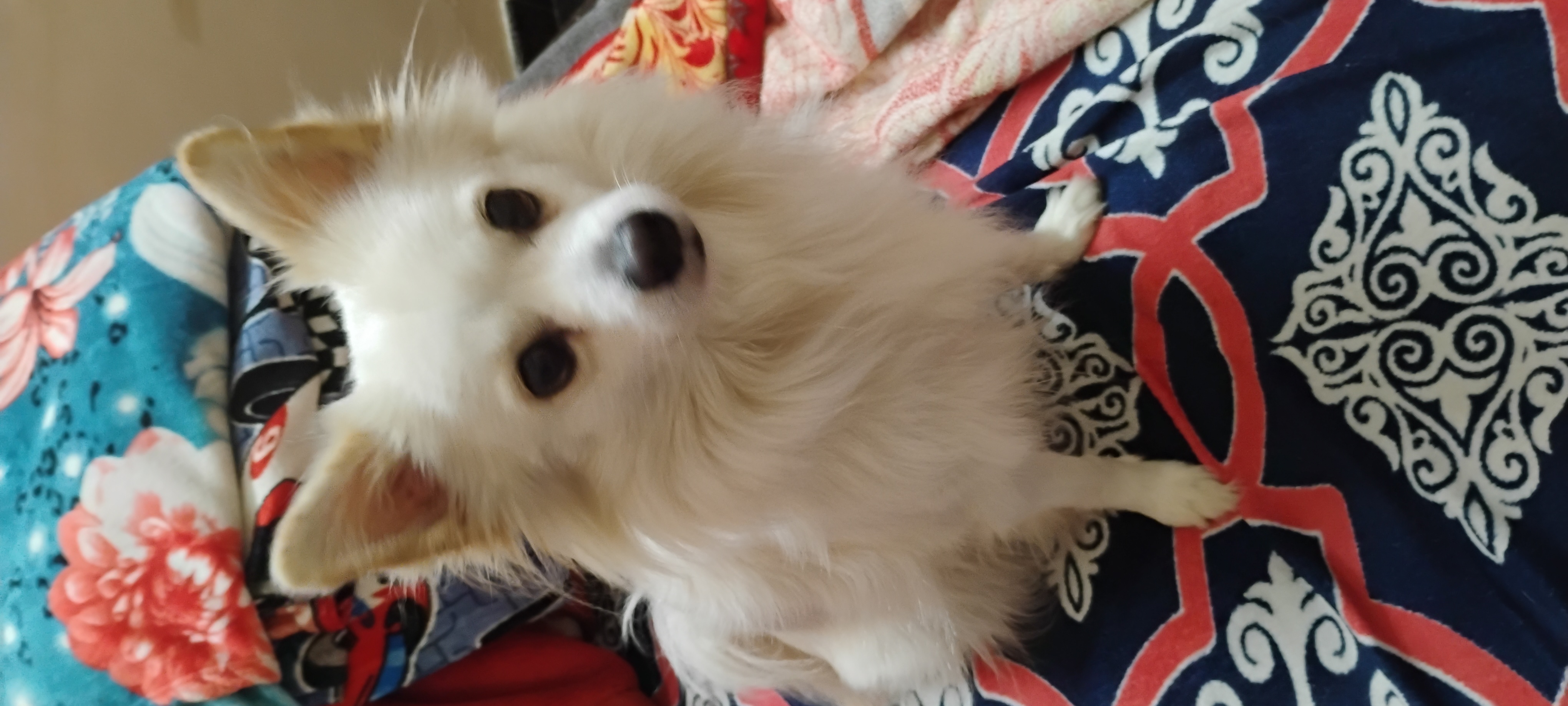 Pomeranian