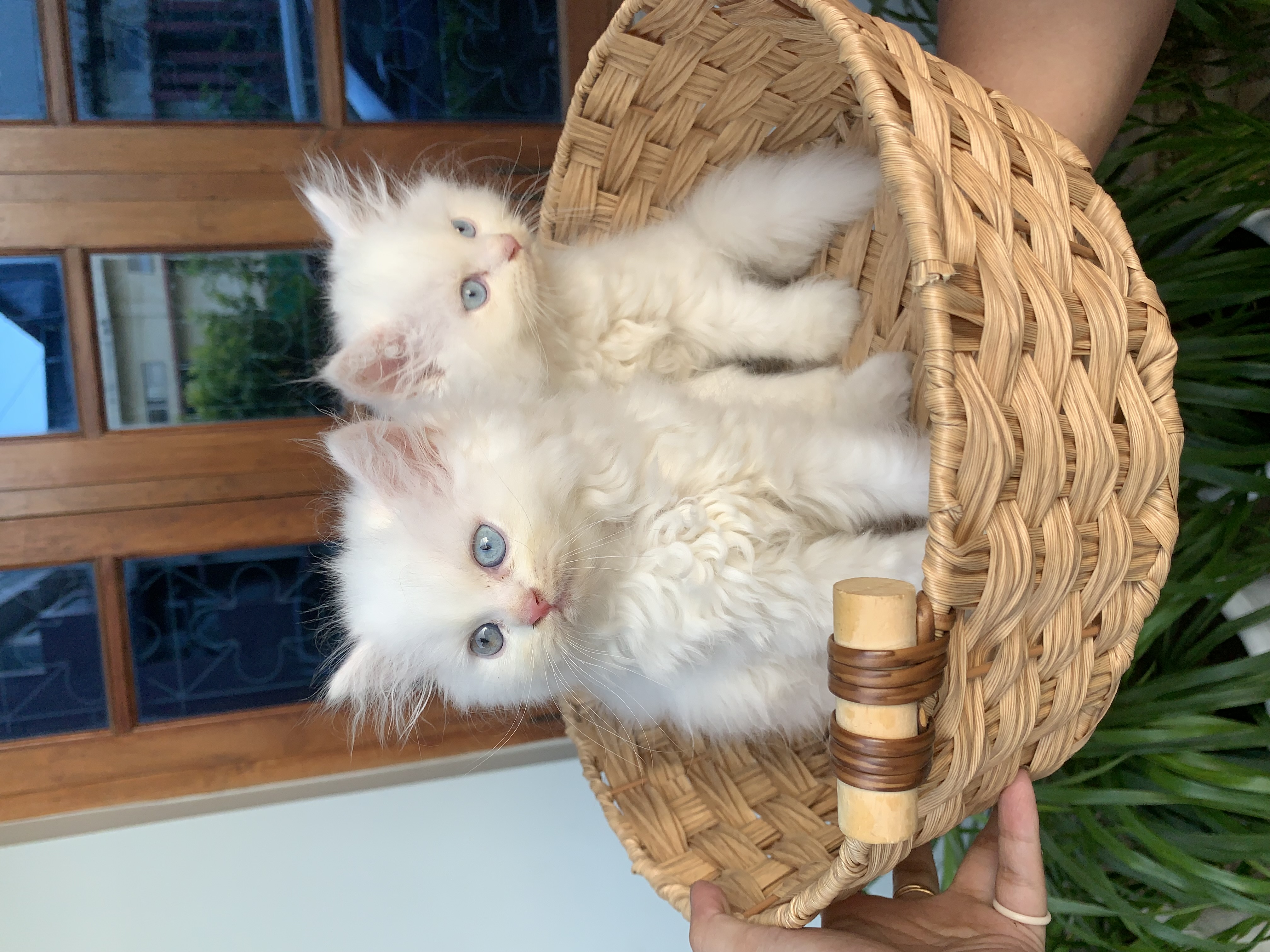 Persian cat