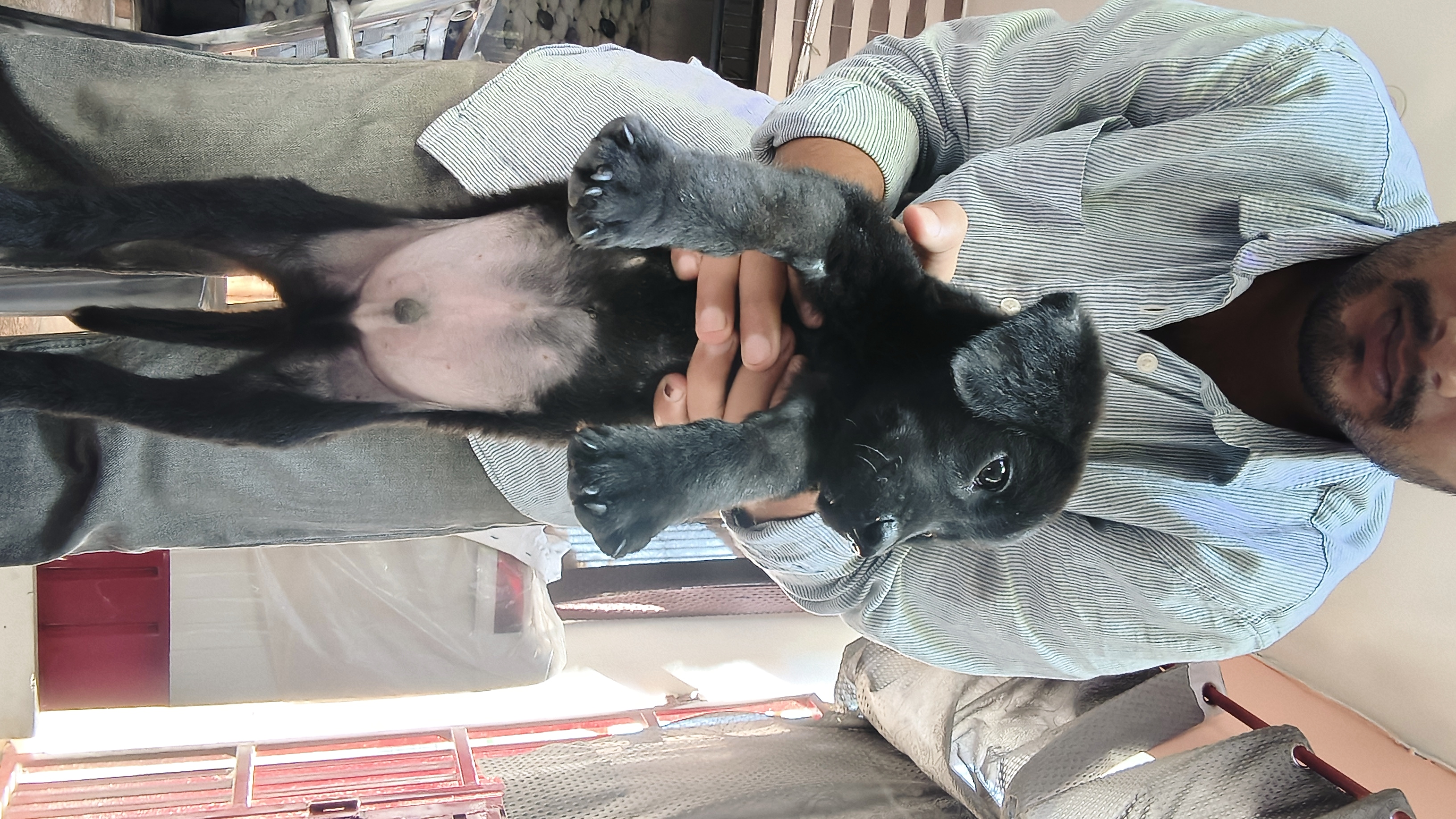 Labrador for sale in Lucknow