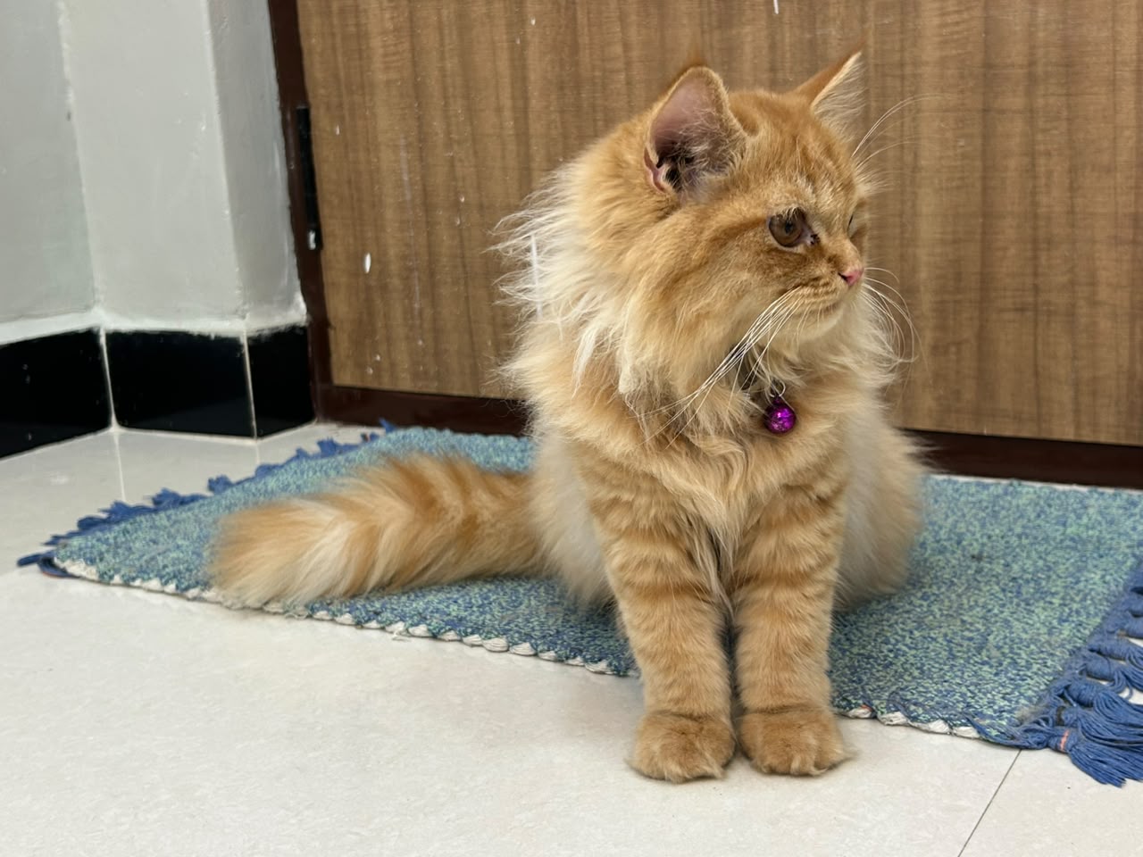 persian cat
